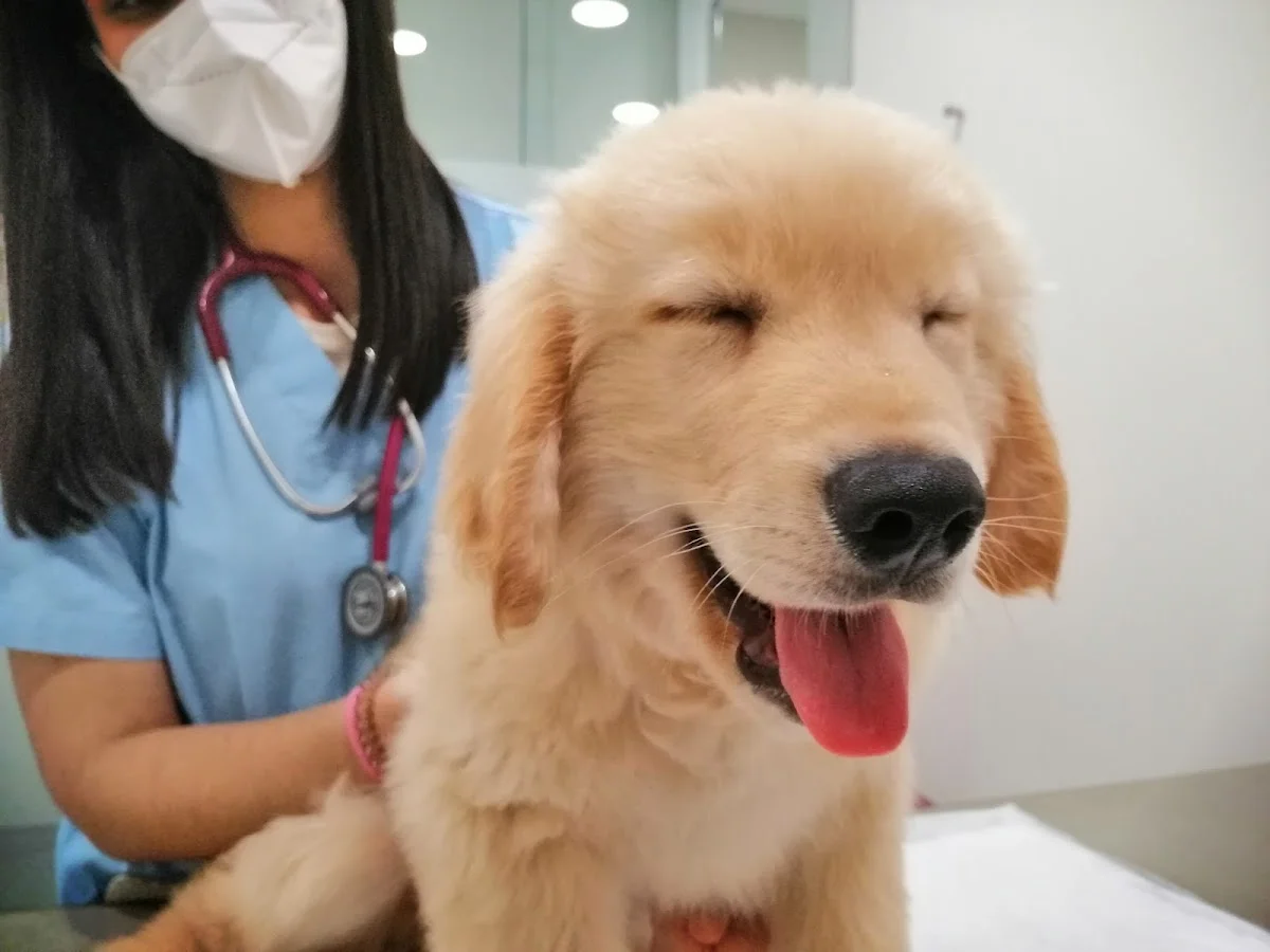 AniCura Arco do Cego Hospital Veterinário — 3