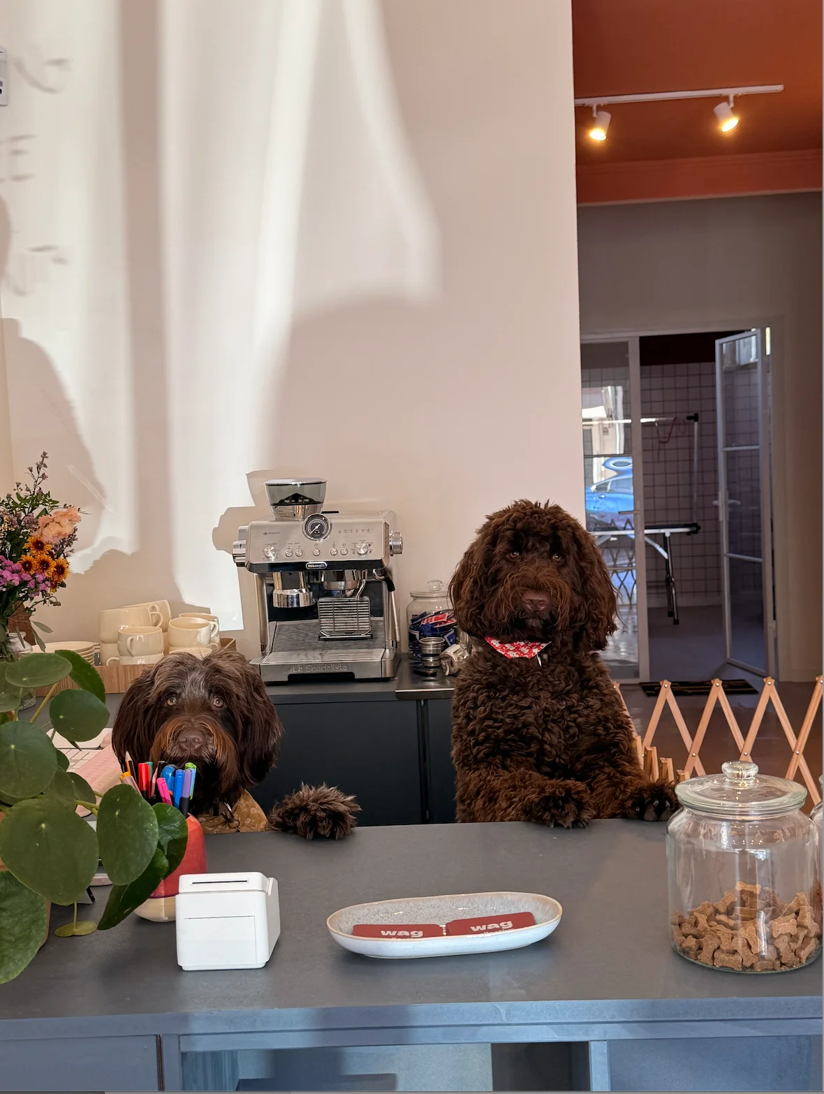 Wag Collective — 3