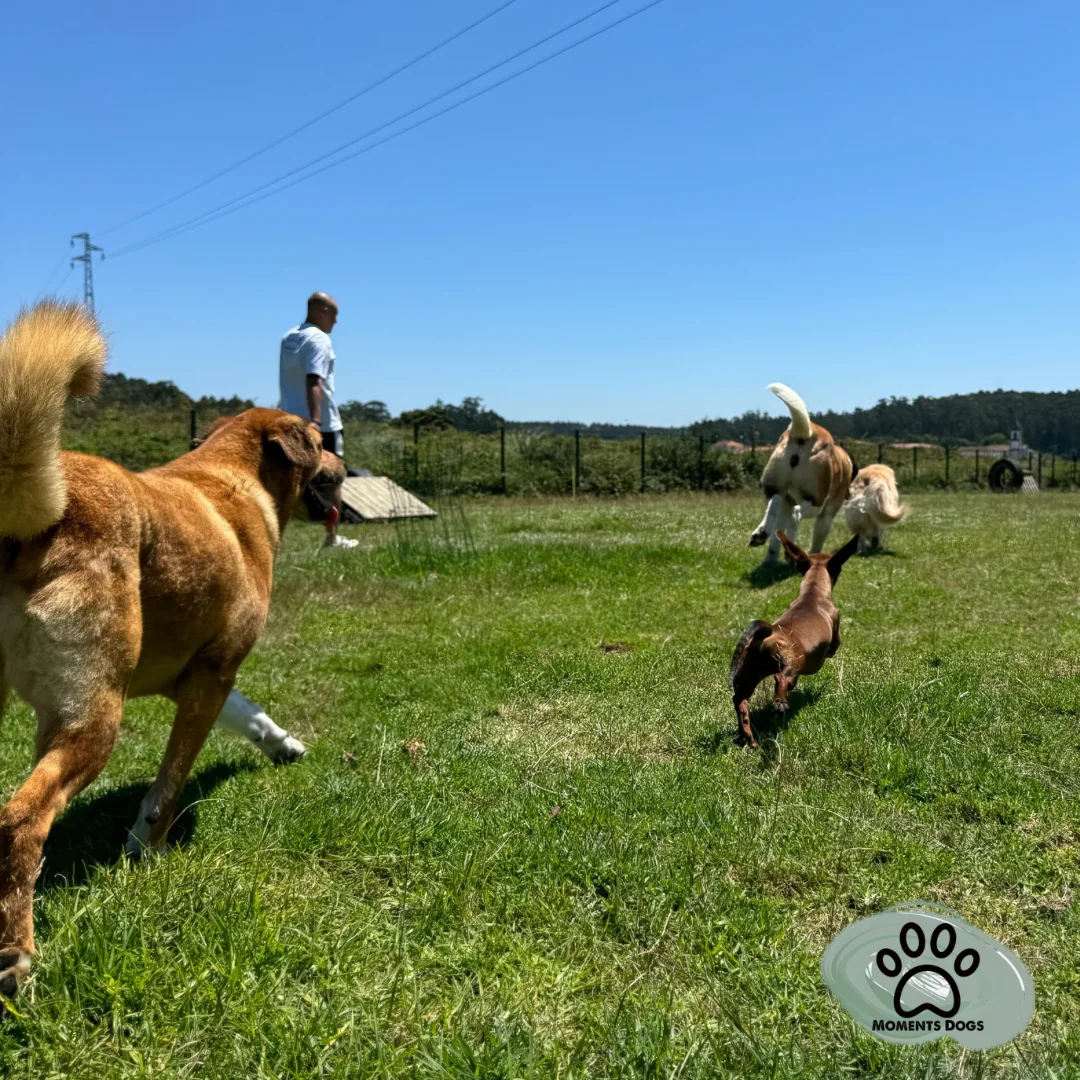 MomentsDogs