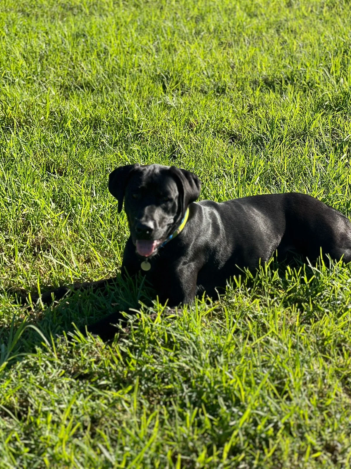 MomentsDogs — 2