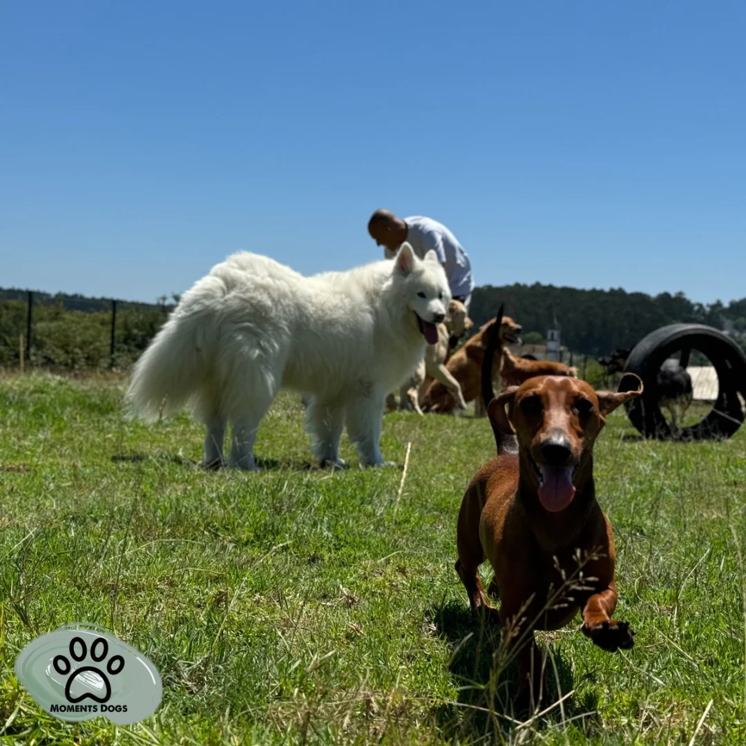 MomentsDogs — 3