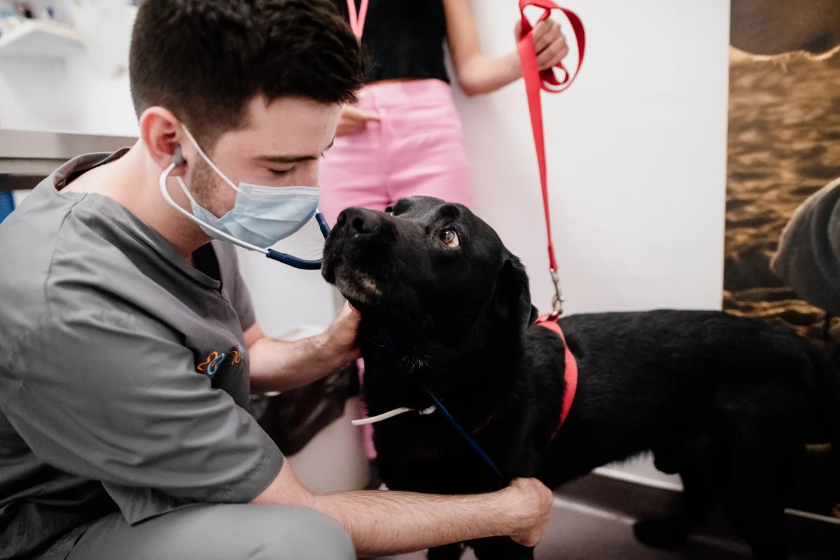 Onevet Hospital Veterinário Berna