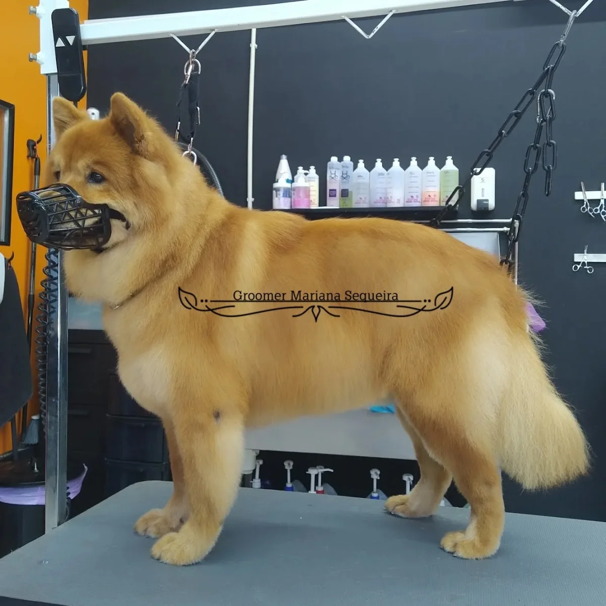 Mariana Sequeira - Groomer Profissional