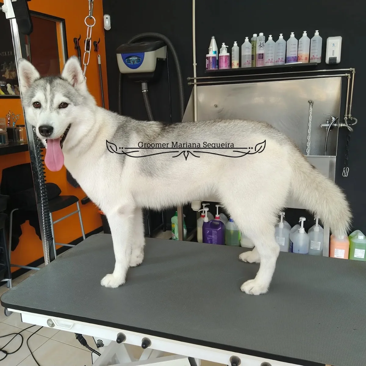 Mariana Sequeira - Groomer Profissional — 2