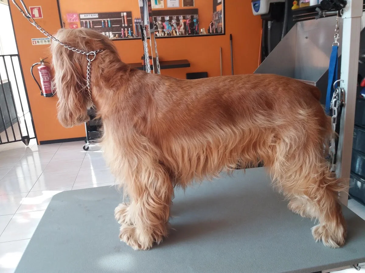 Mariana Sequeira - Groomer Profissional — 3