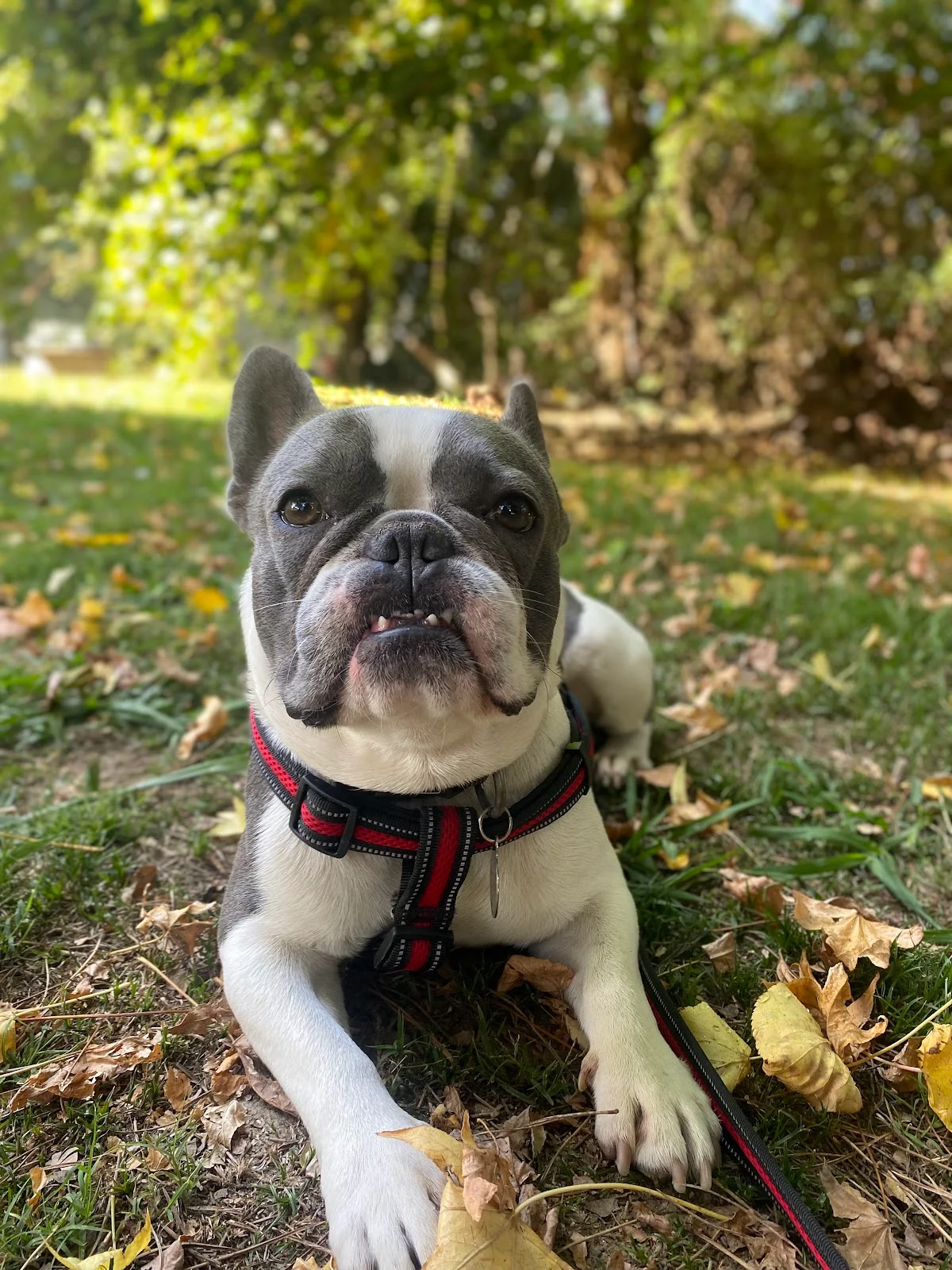 Super Dog