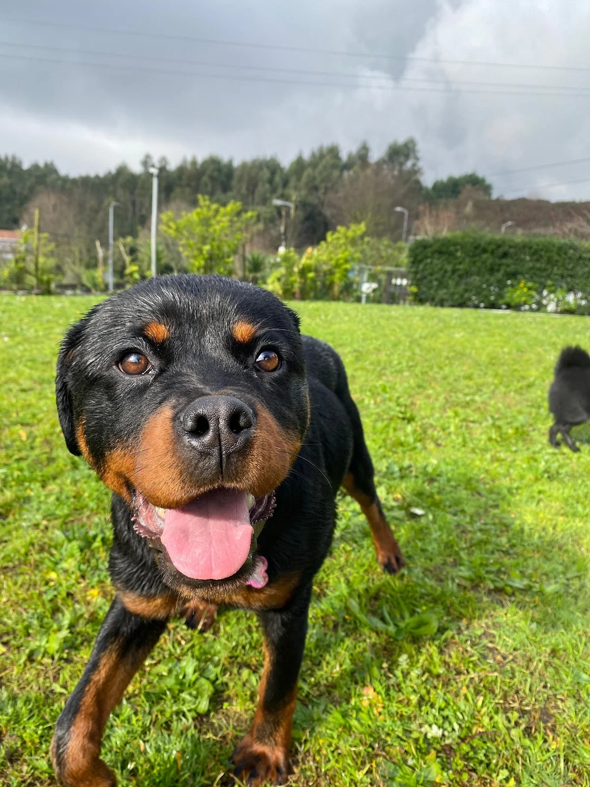Super Dog — 2