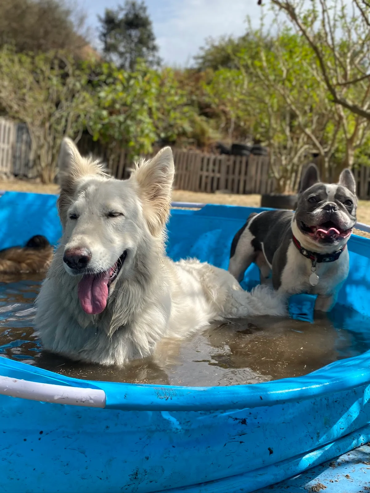 Super Dog — 3