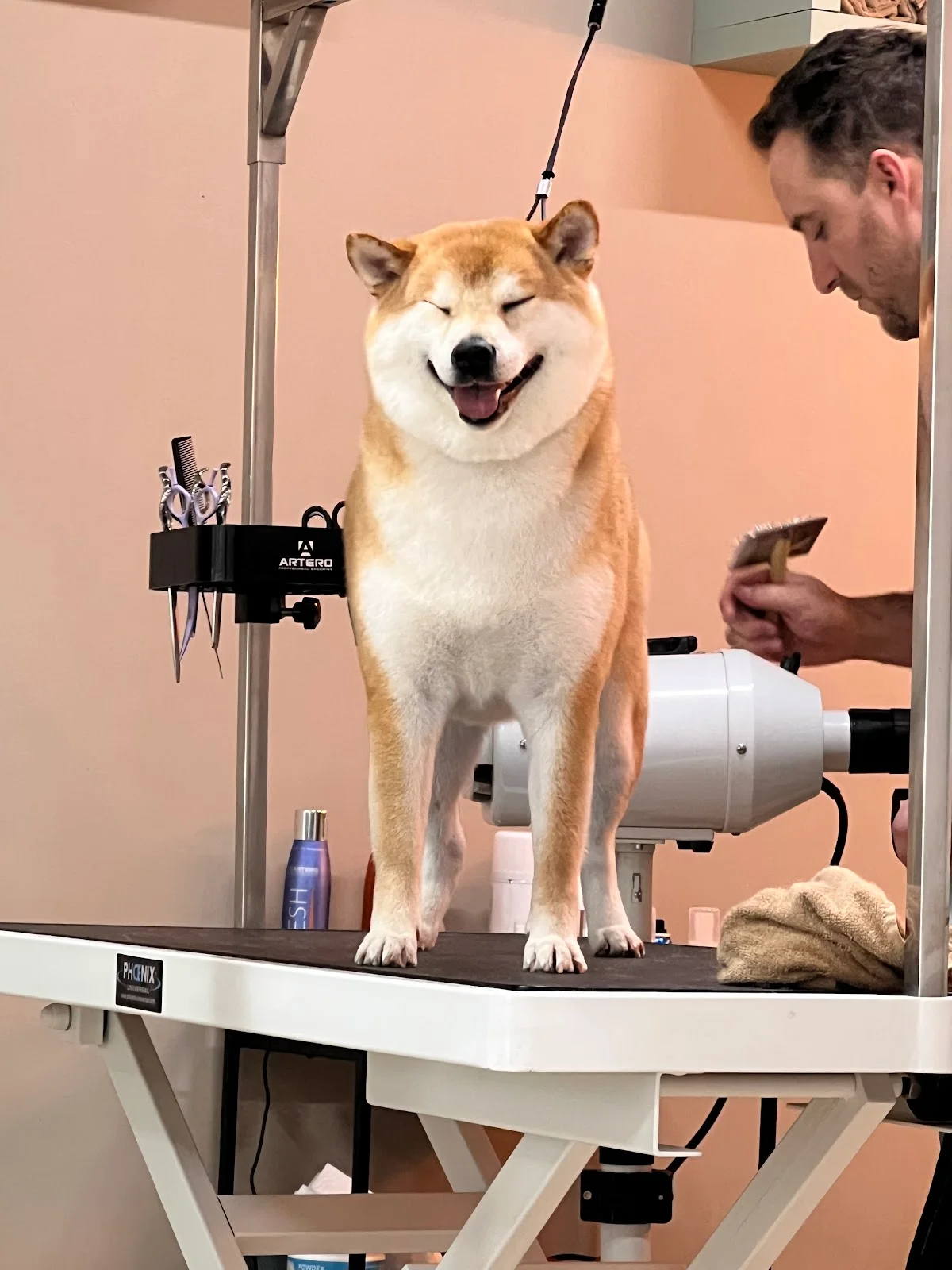 Pet & Gatô
