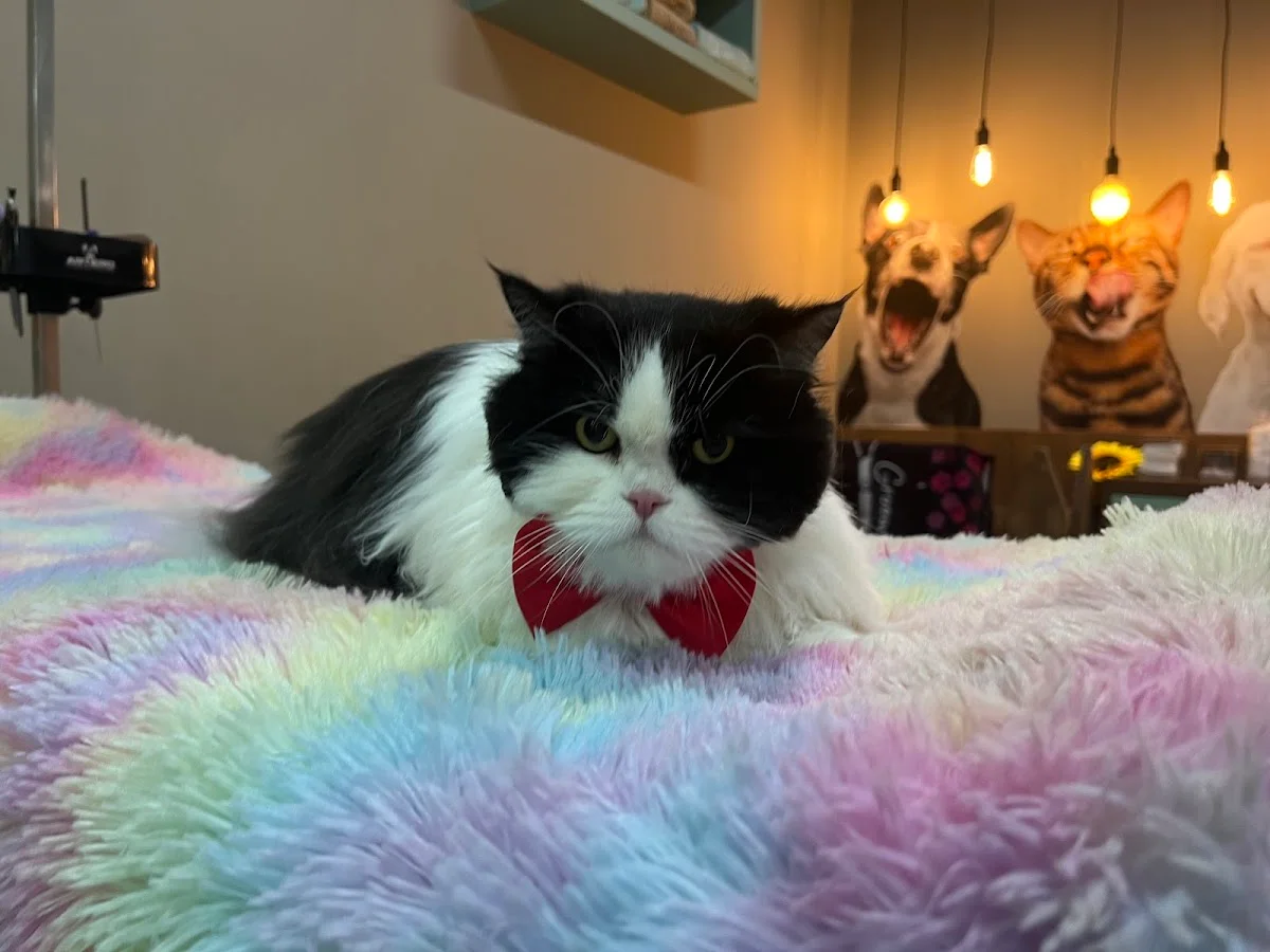 Pet & Gatô — 2