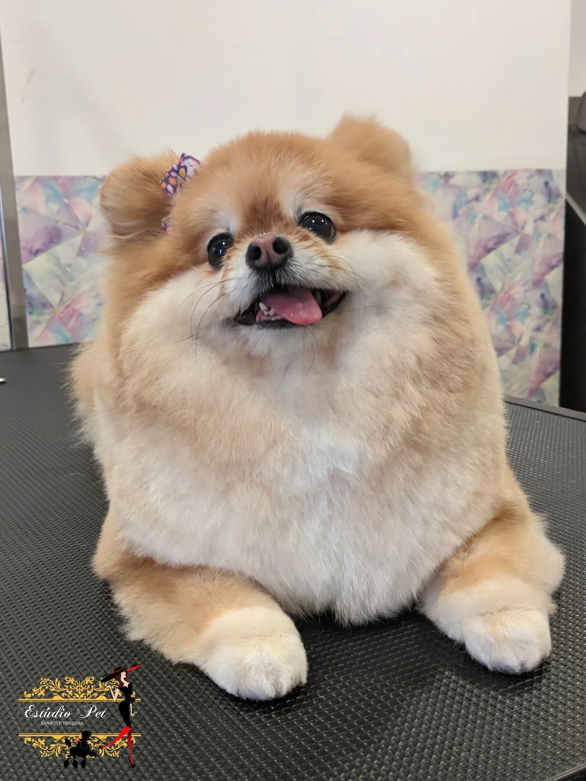 Estúdio Pet — 2