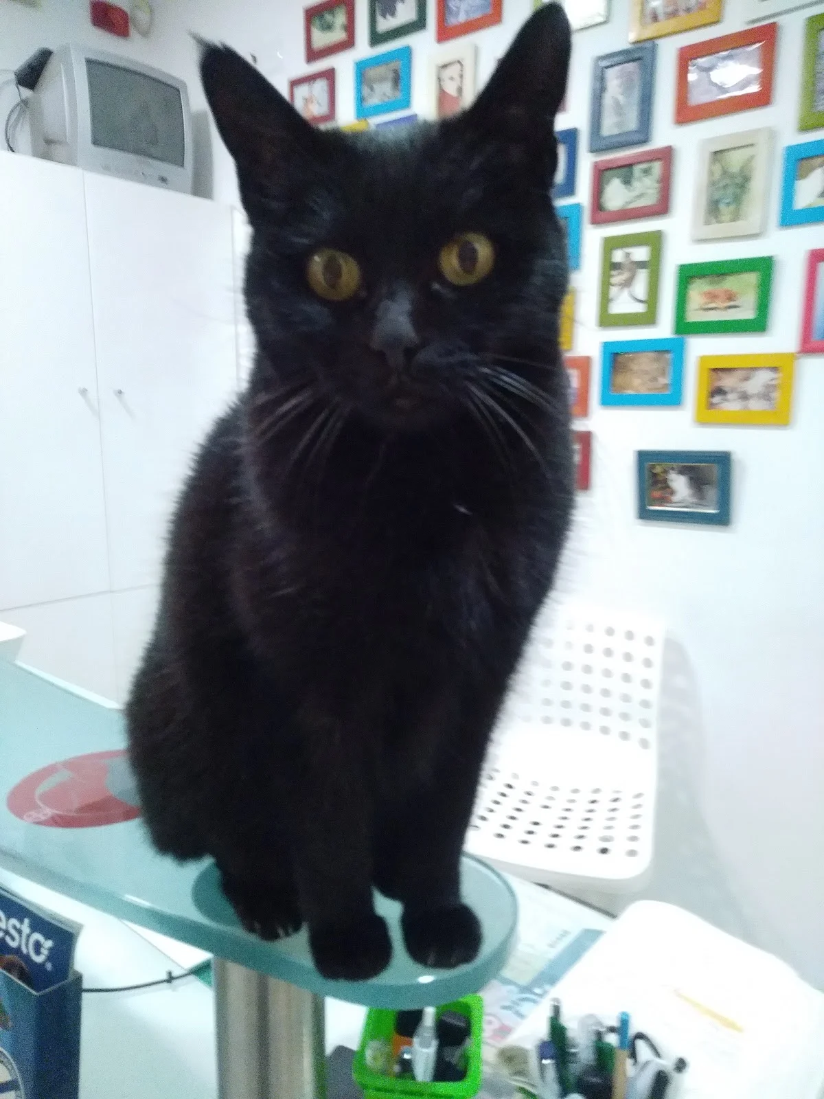Consultório Veterinário da Ajuda — 3