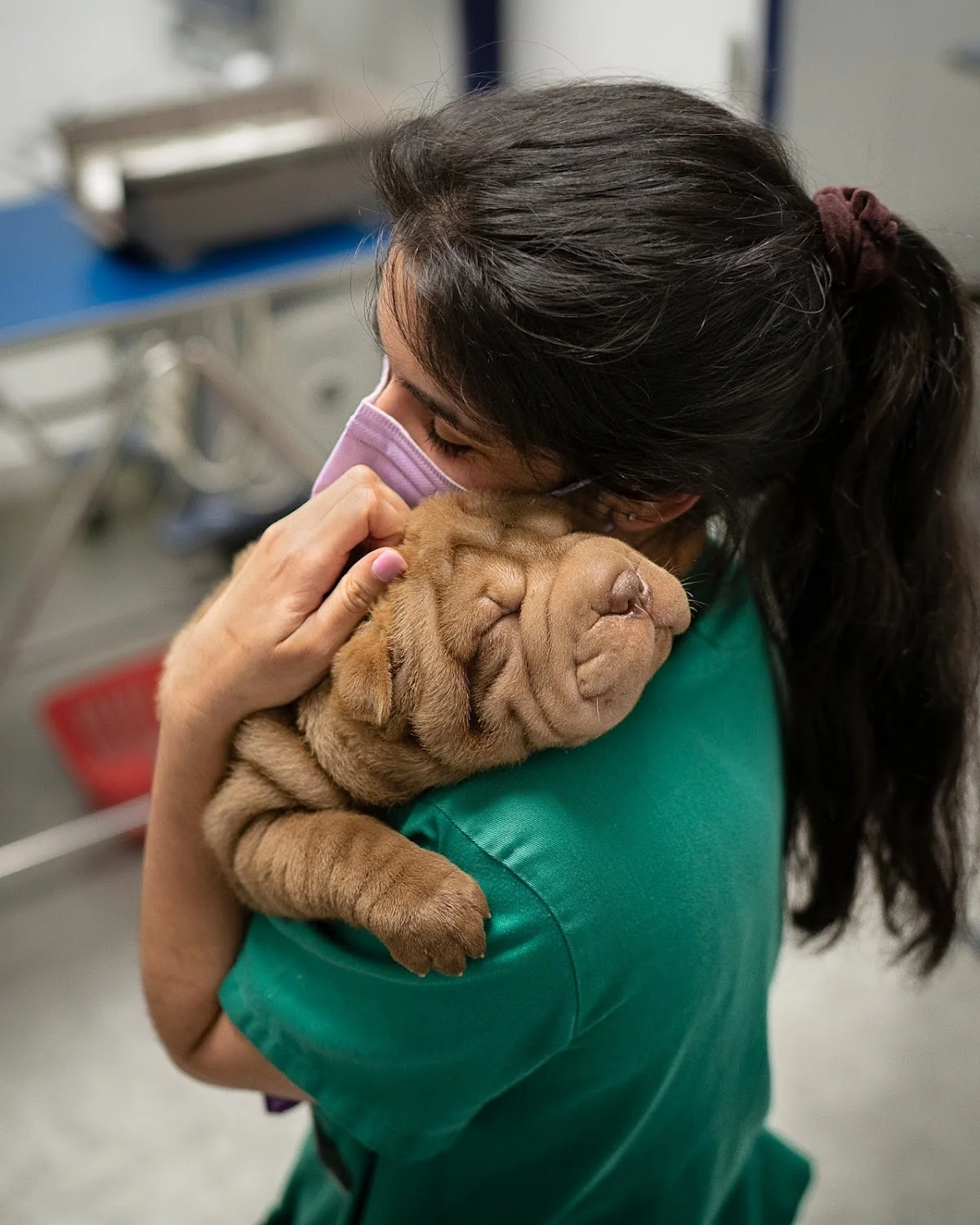 Hospital Veterinário de Lisboa — 2