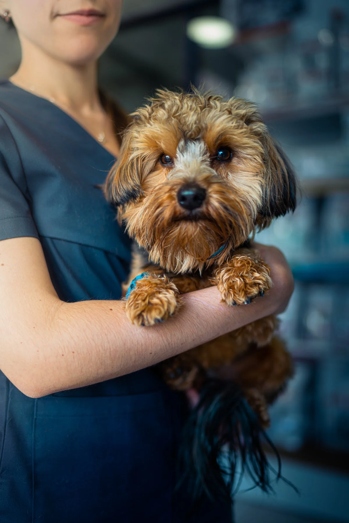 Hospital Veterinário de Lisboa — 3