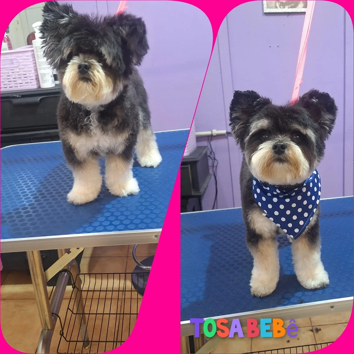 Pet Spa — 2