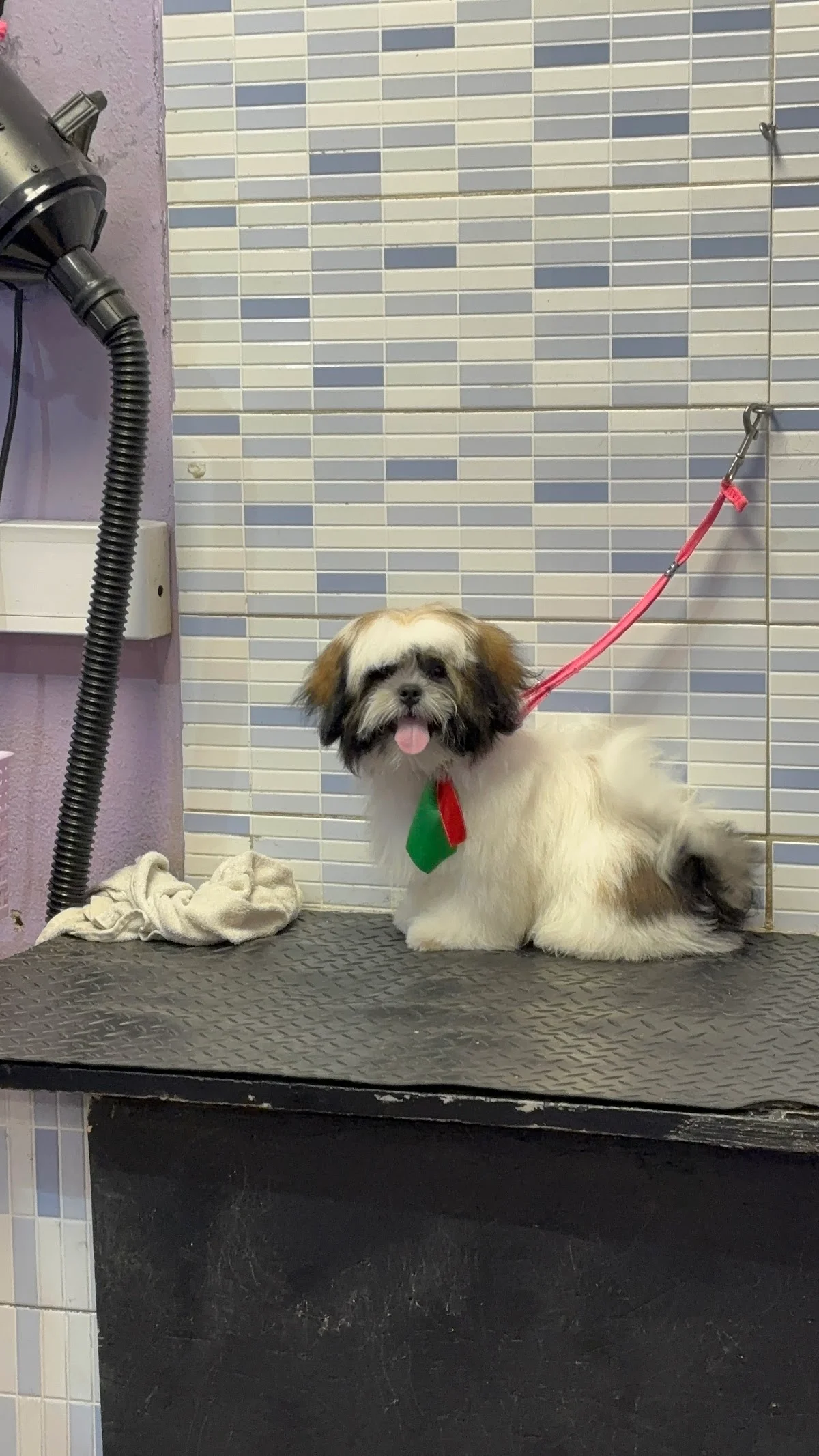 Pet Spa — 3