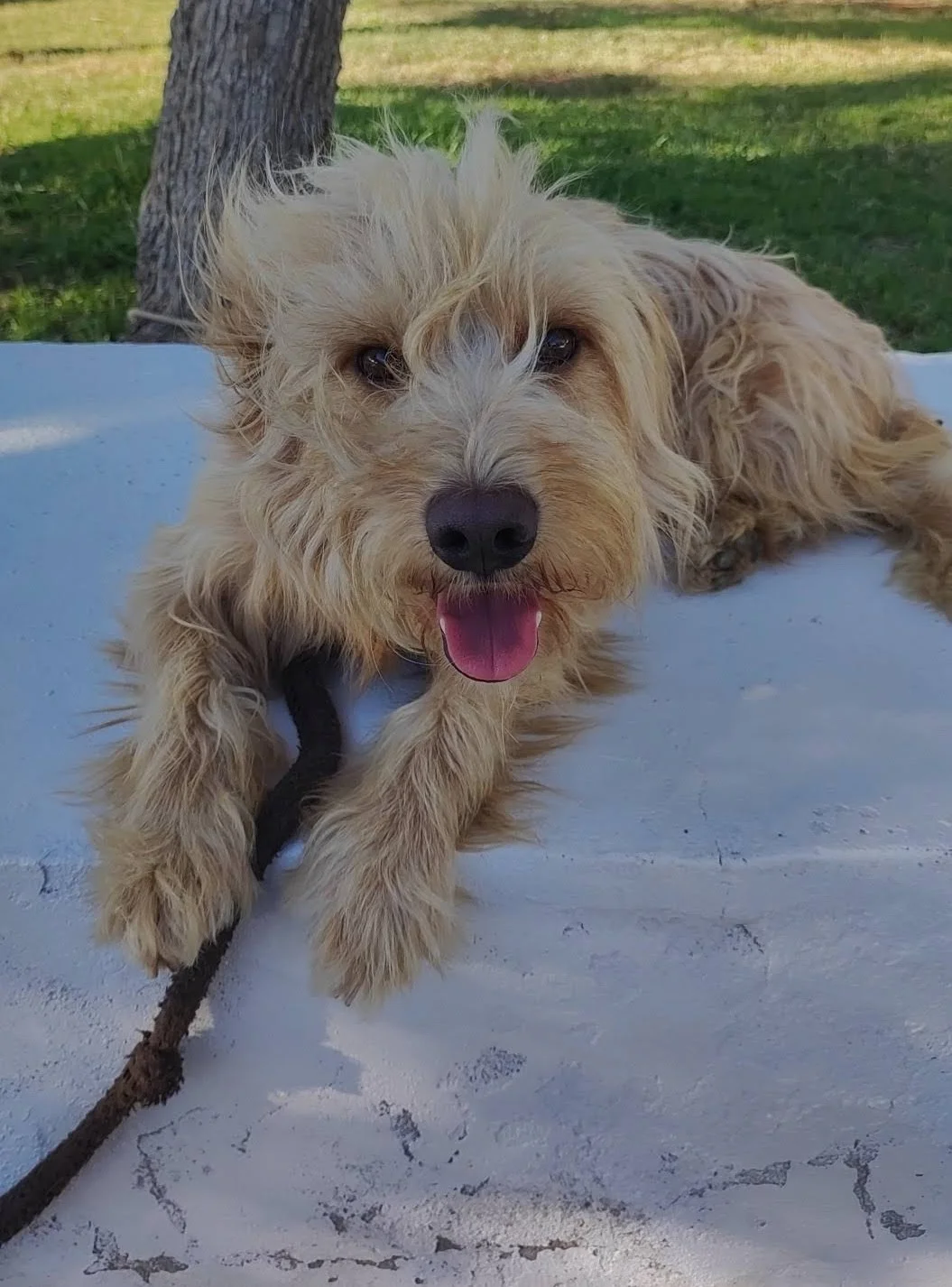 Inês - Pet Sitting, Walking, Hotel, Taxi — 3