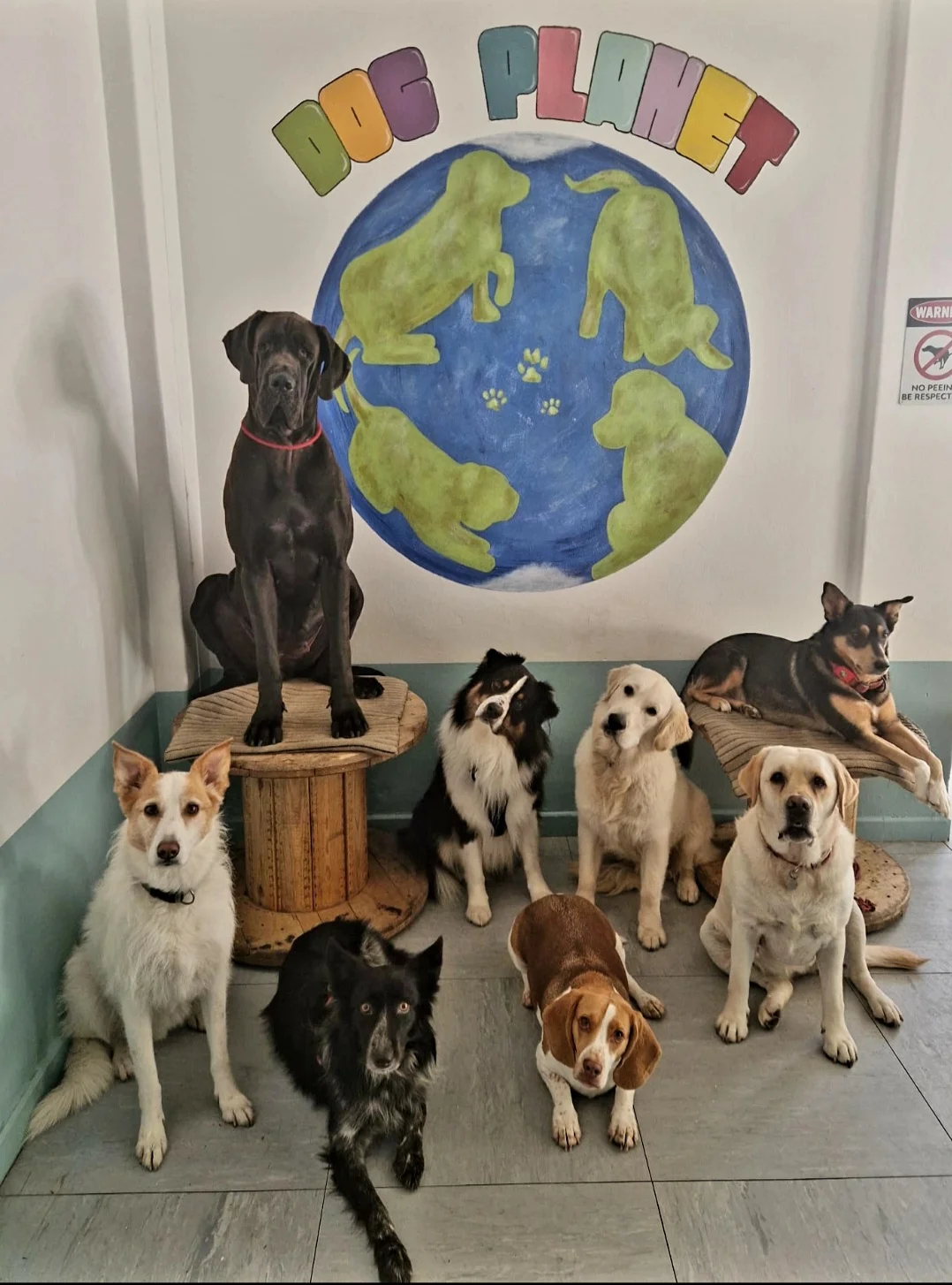 Dog Planet Benfica