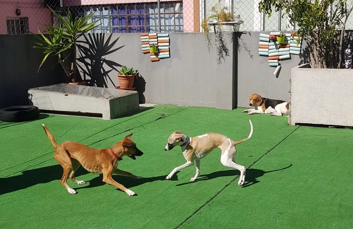Dog Planet Benfica — 2