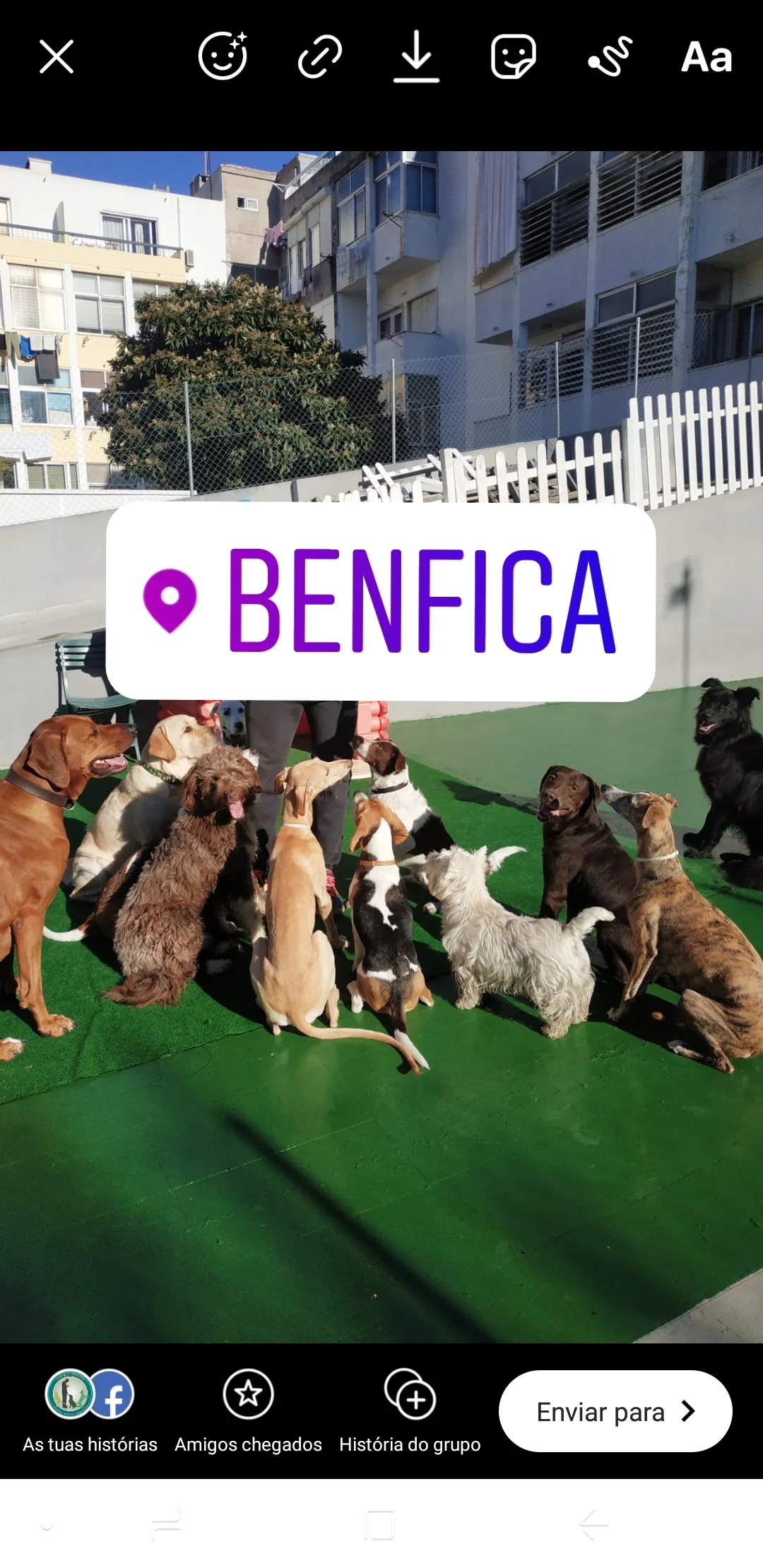 Dog Planet Benfica — 3