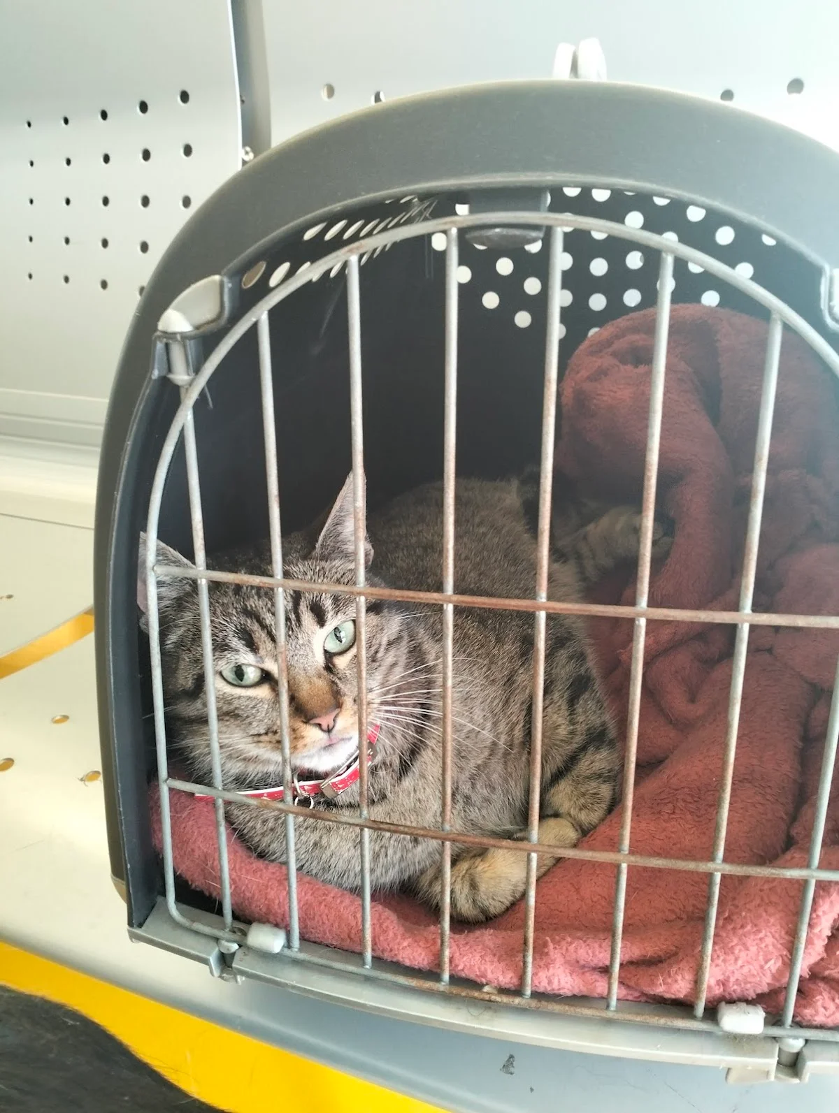 Hospital Veterinário UPVet — 2