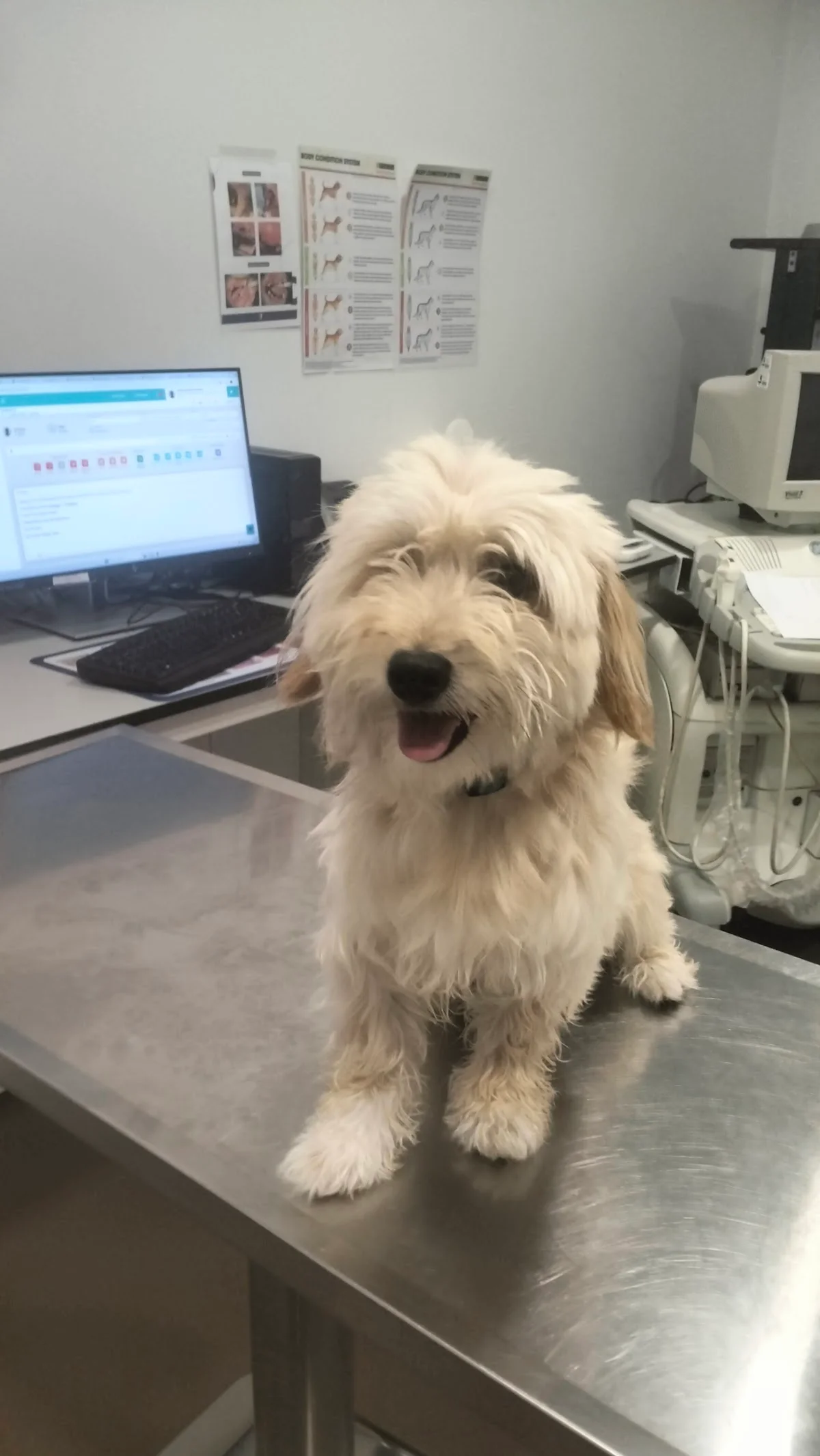 Hospital Veterinário UPVet — 3