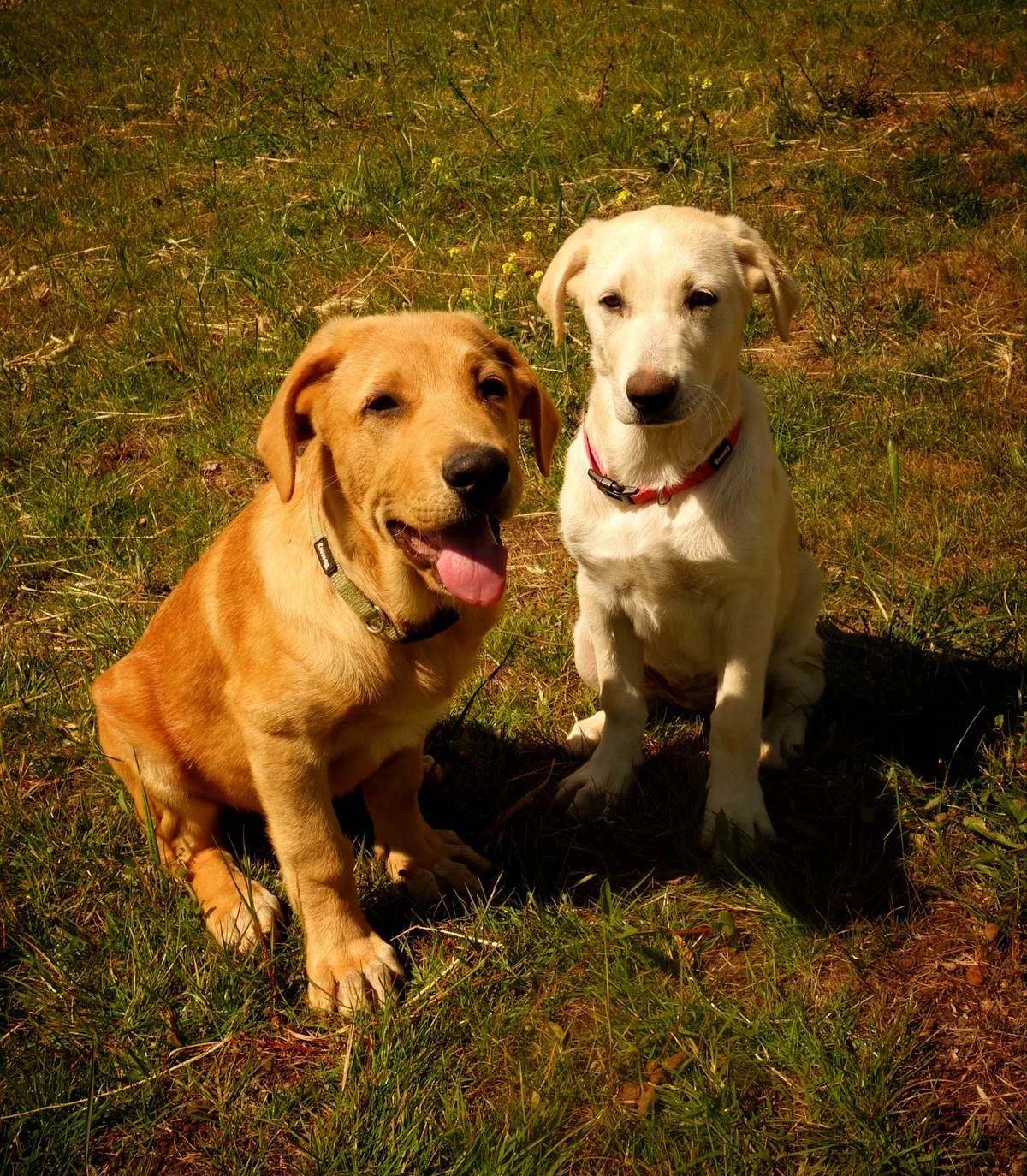 Quinta dos Pomares - Pet Care