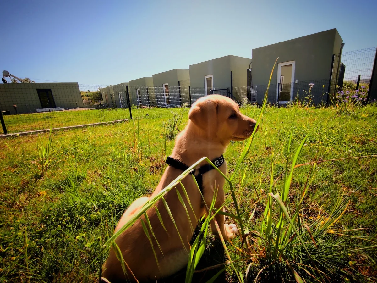 Quinta dos Pomares - Pet Care — 3