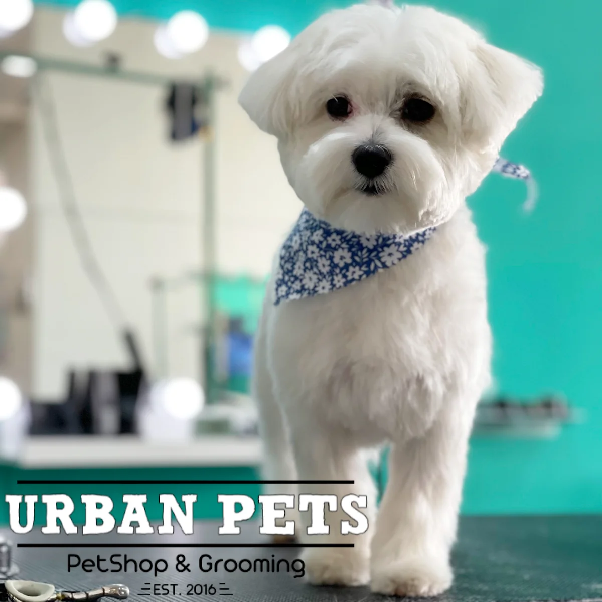 Urban Pets Odivelas