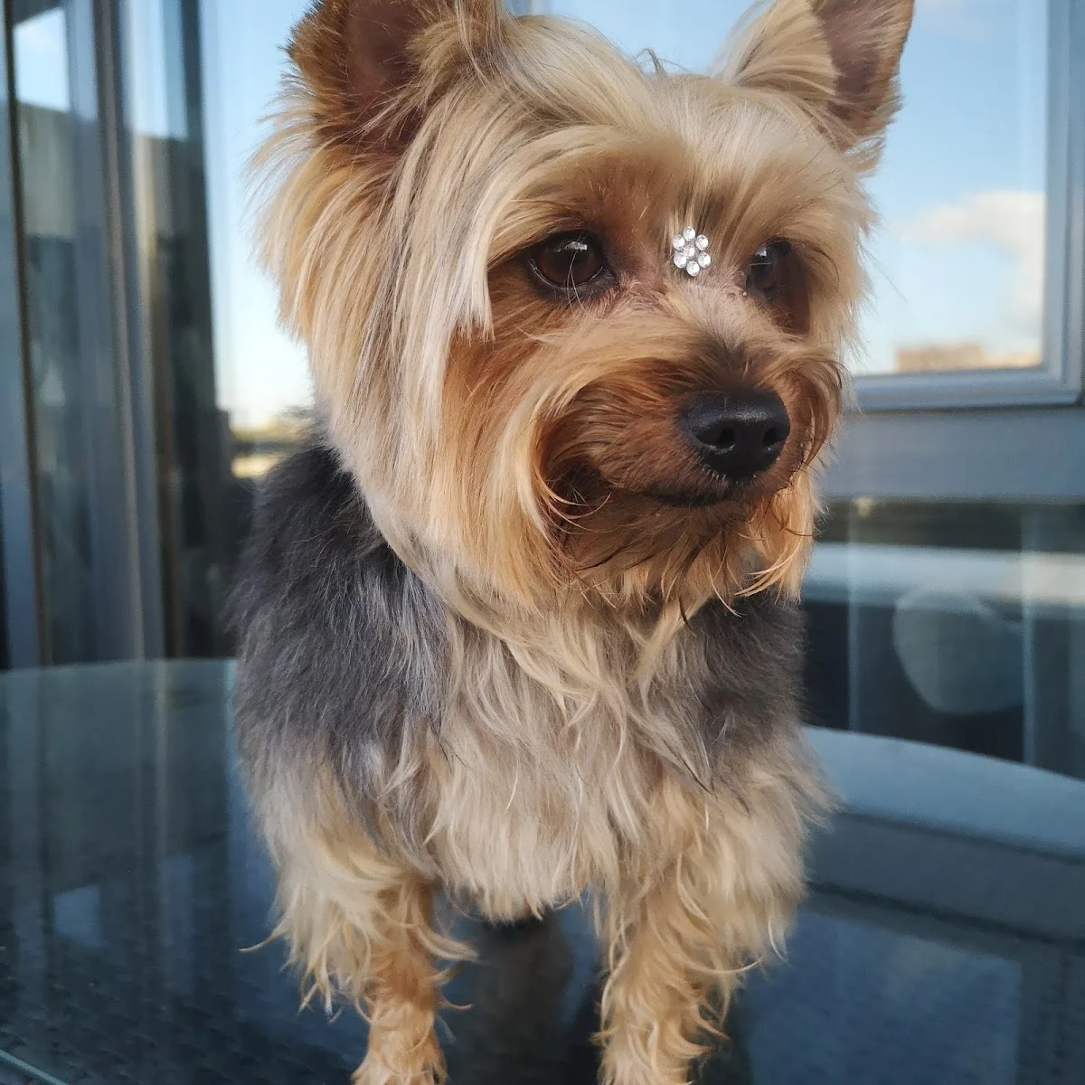 Urban Pets Odivelas — 3