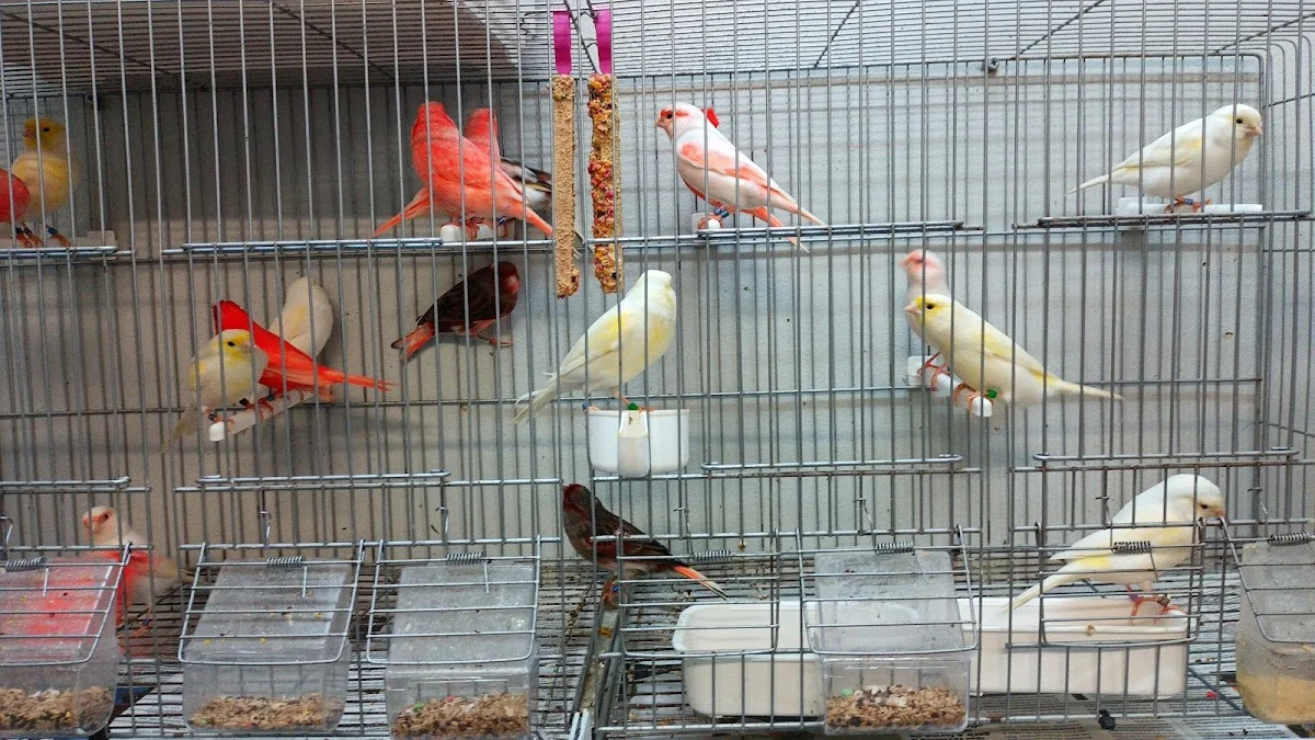 O Cantinho dos Animais — 3