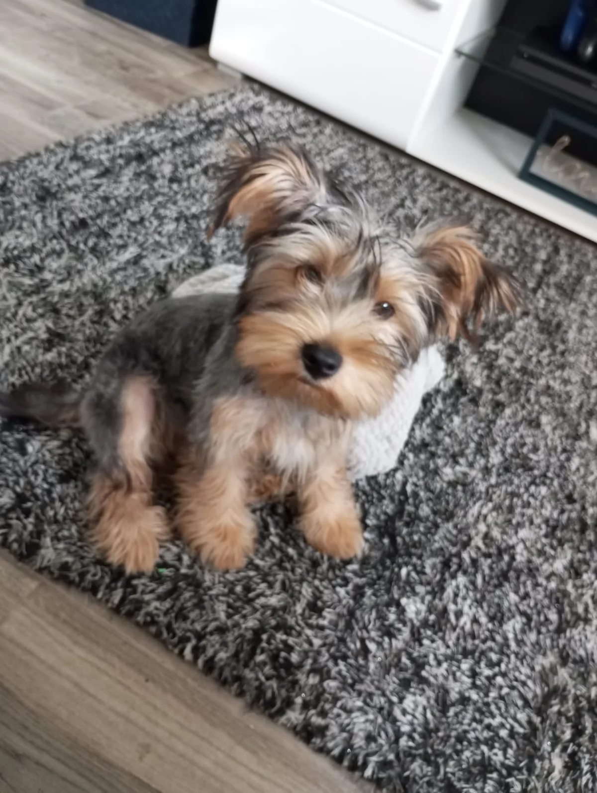Pet Sitting | Dog Walker - Mimo e Carinho PET