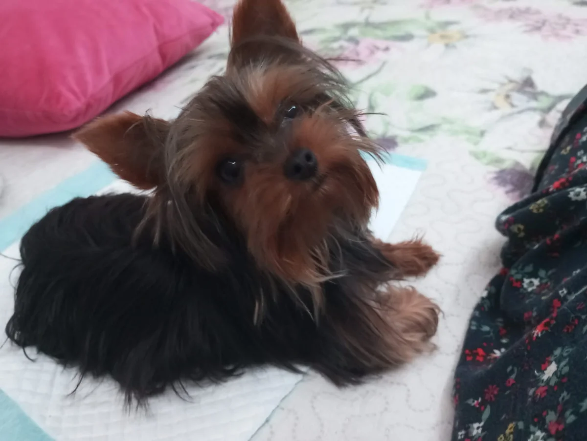 Pet Sitting | Dog Walker - Mimo e Carinho PET — 2