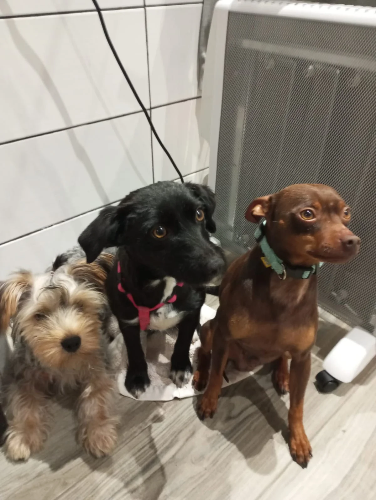 Pet Sitting | Dog Walker - Mimo e Carinho PET — 3