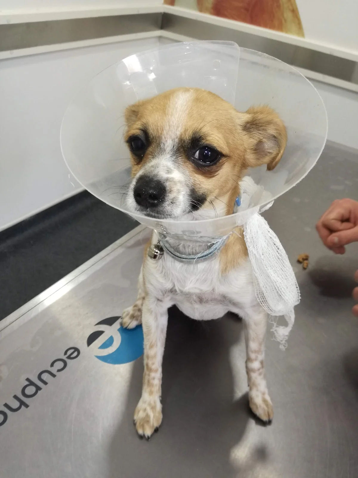 HVG - Hospital Veterinário de Gaia — 3