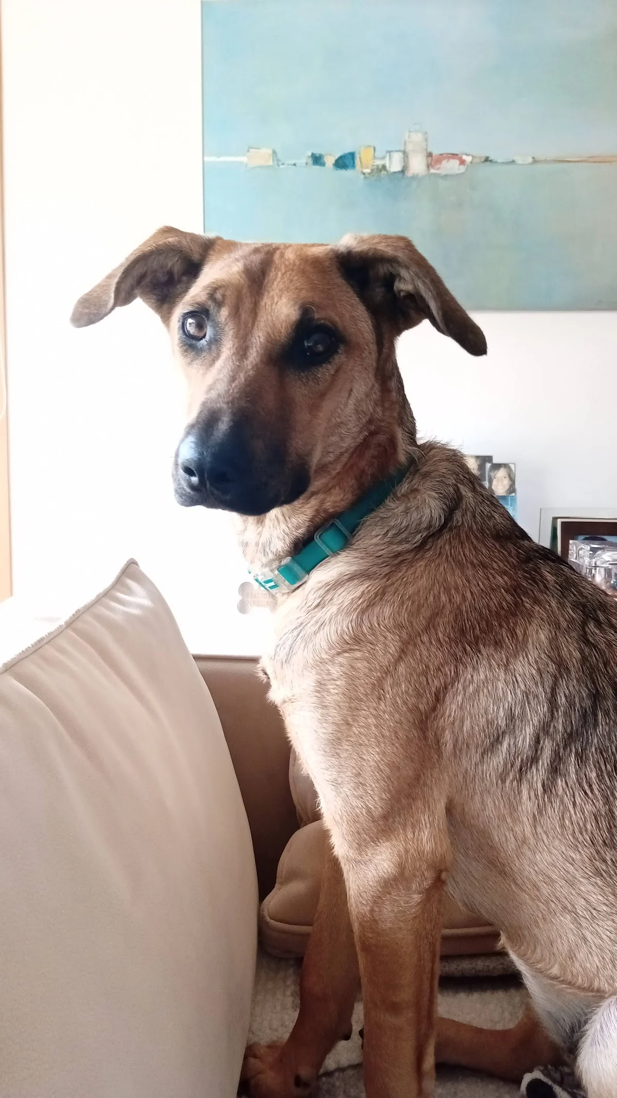 Elsa Mendes - Educadora Canina