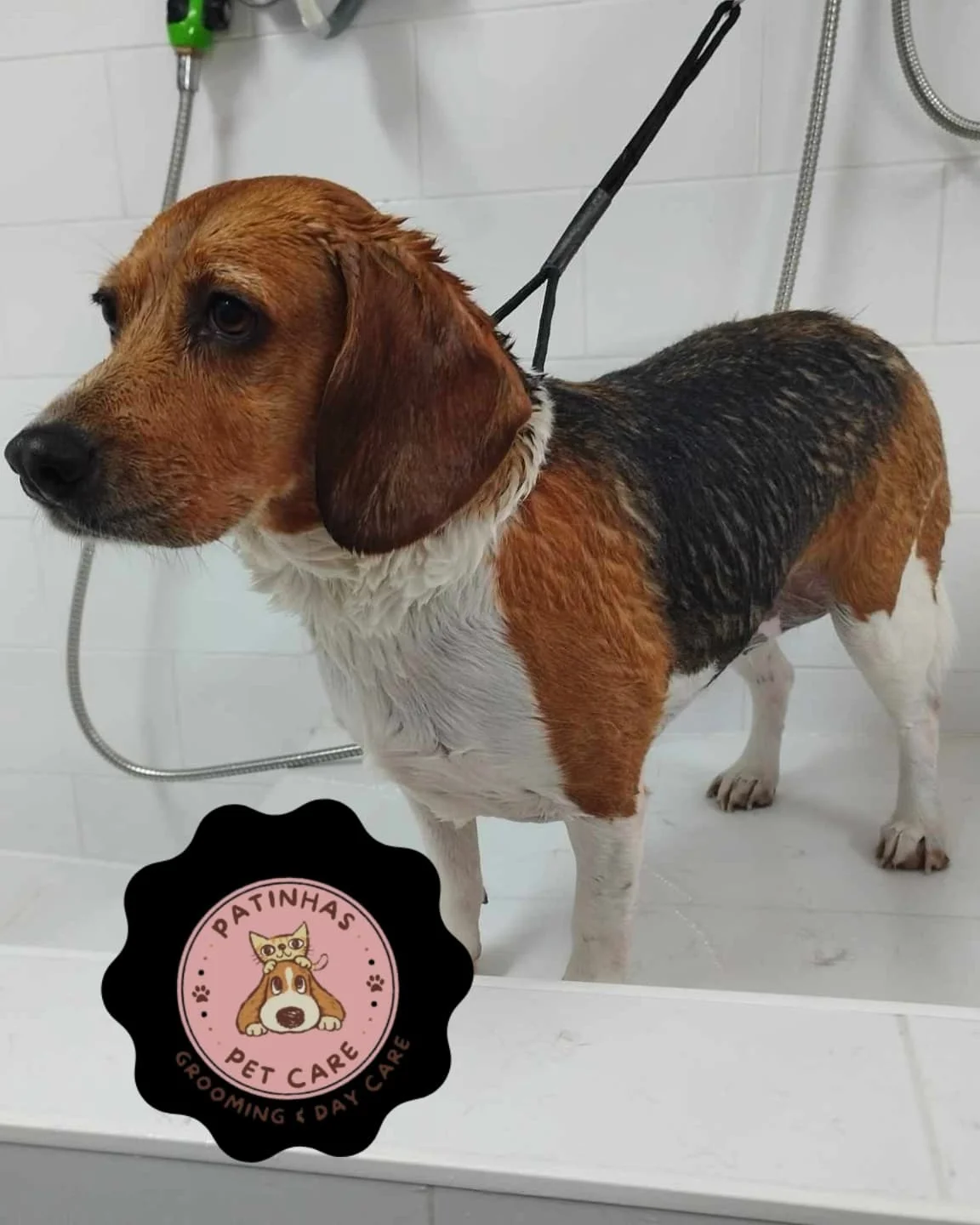 Patinhas Pet Care