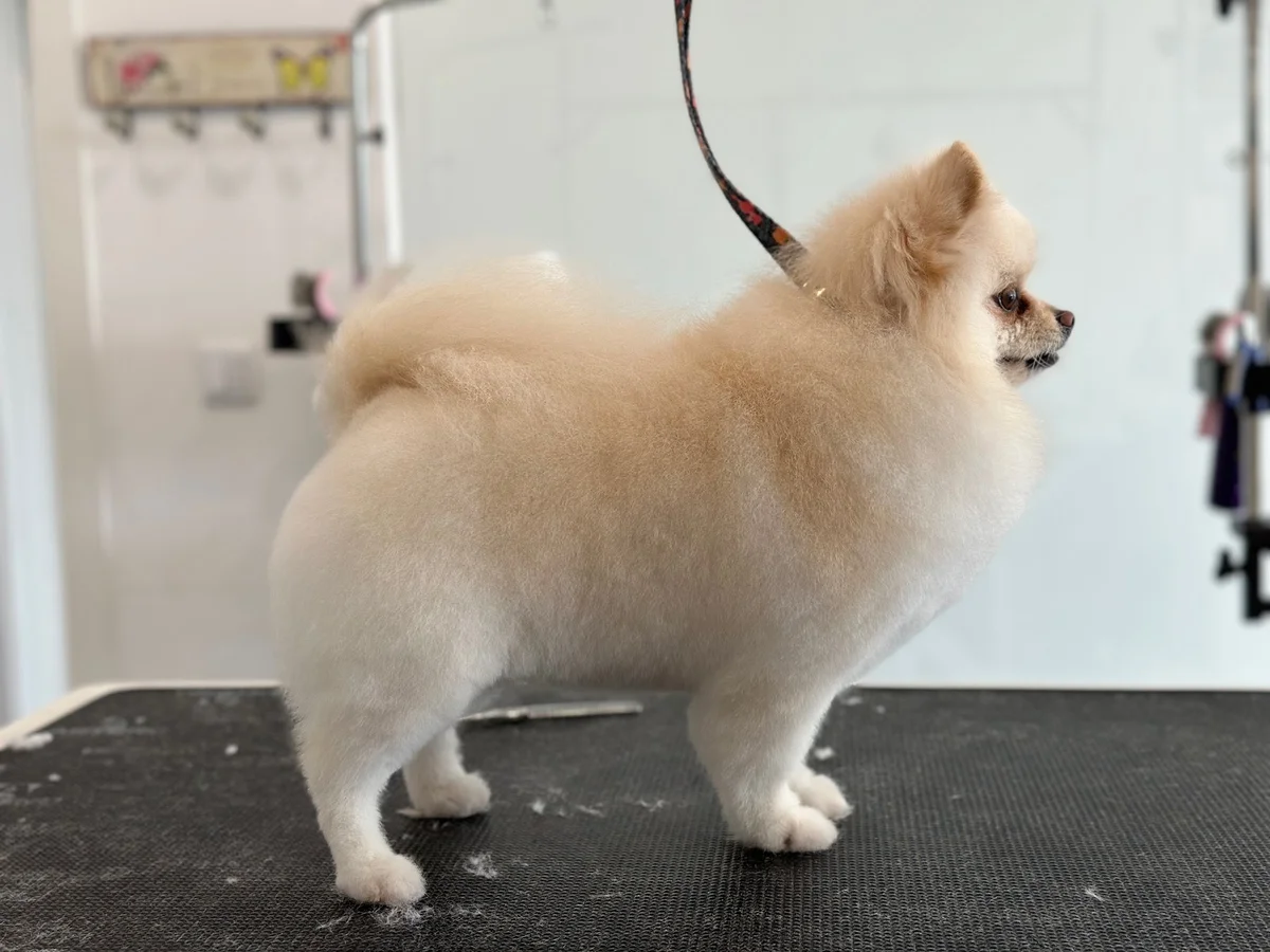 A Rigor SPA Canino Telheiras