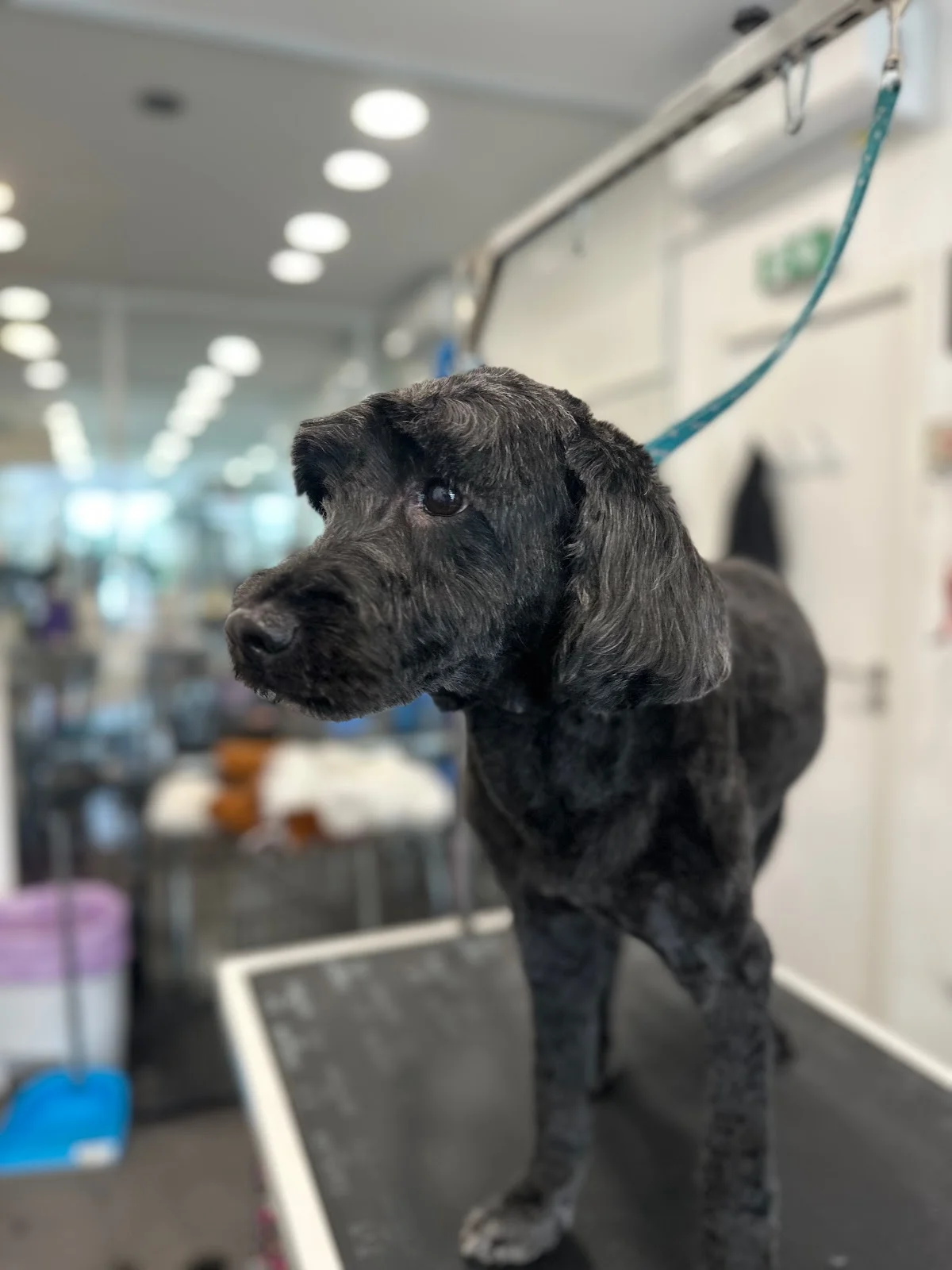 A Rigor SPA Canino Telheiras — 3