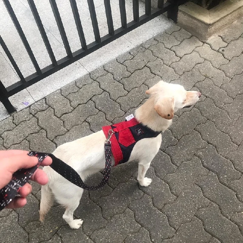 Patrícia Pet Sitting - Mafamude, VN de Gaia — 3
