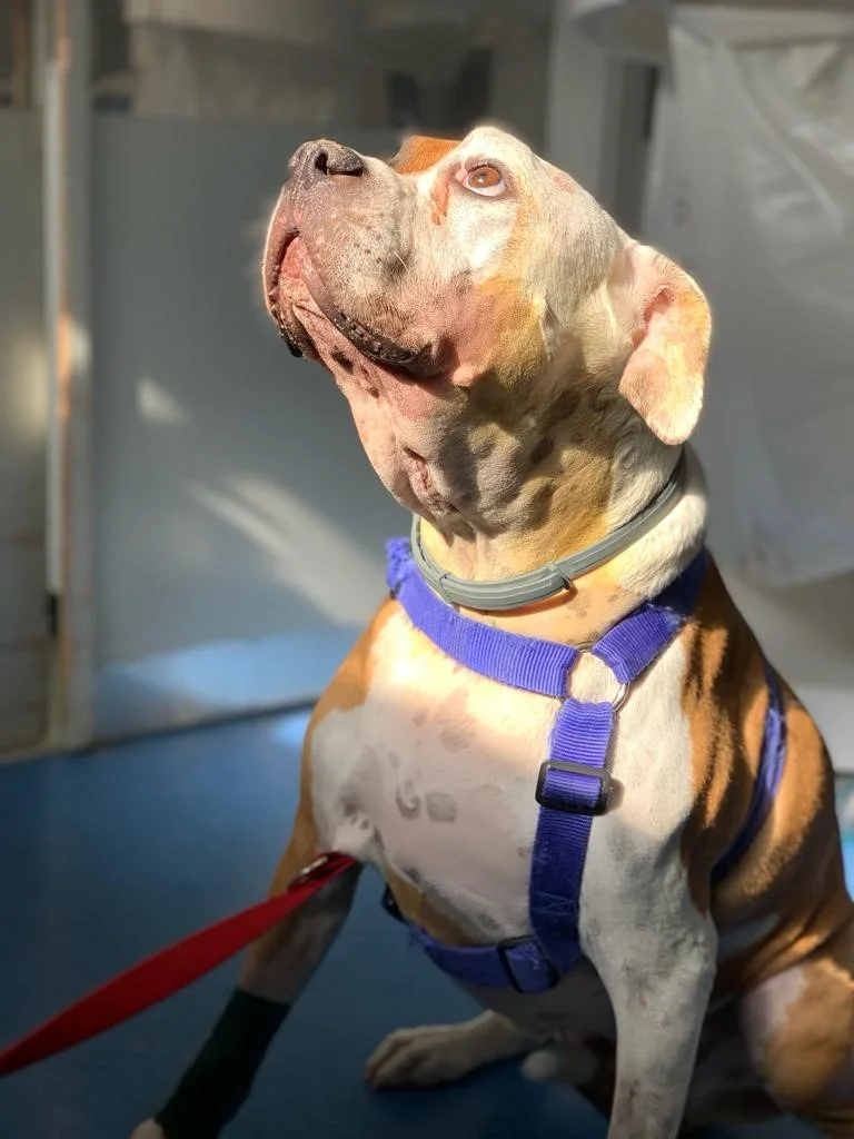 Hospital Escolar Veterinário FMV-ULisboa — 2