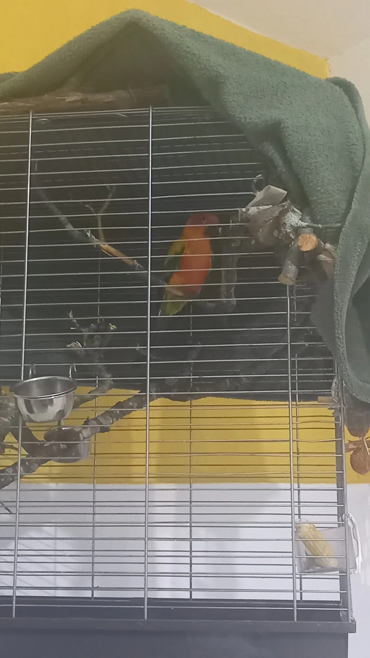 Ornizoo Vet — 3