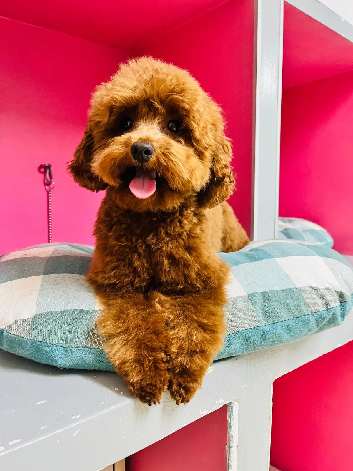 Dog Lover's — 2