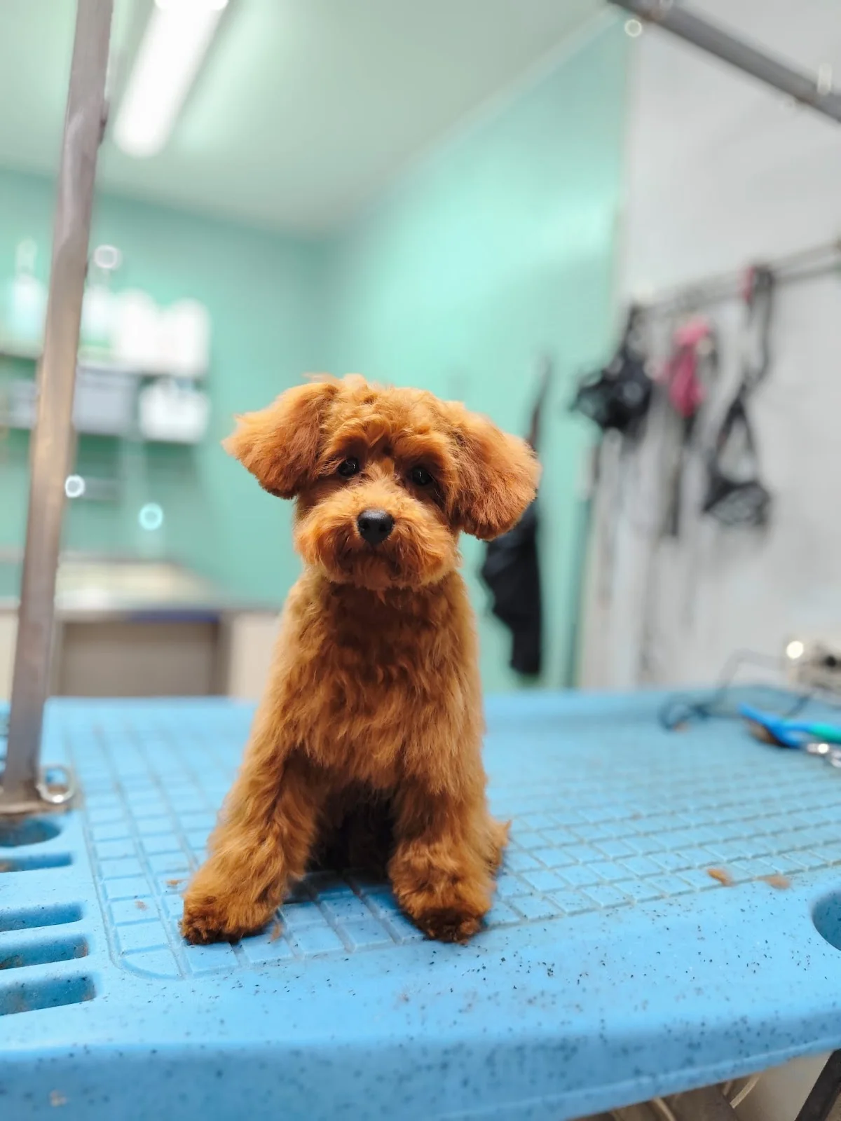 Dog Lover's — 3