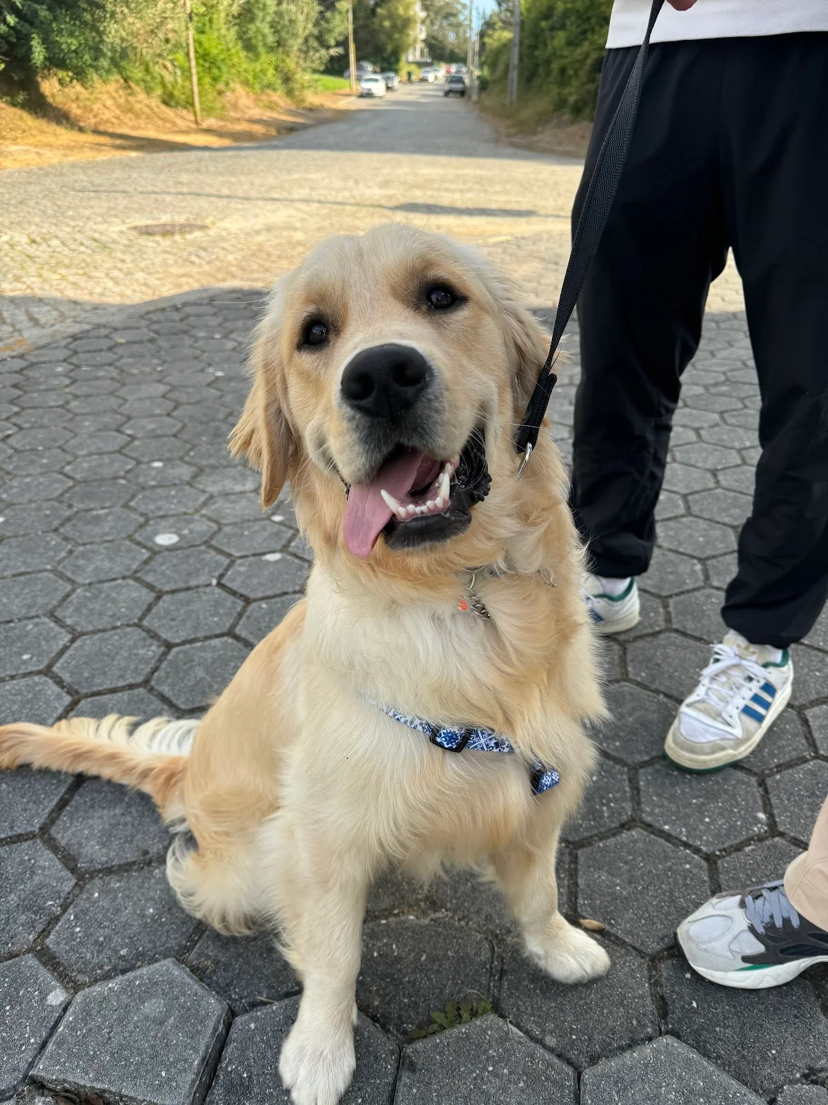 Dog Trainer Ricardo Calheiros — 3