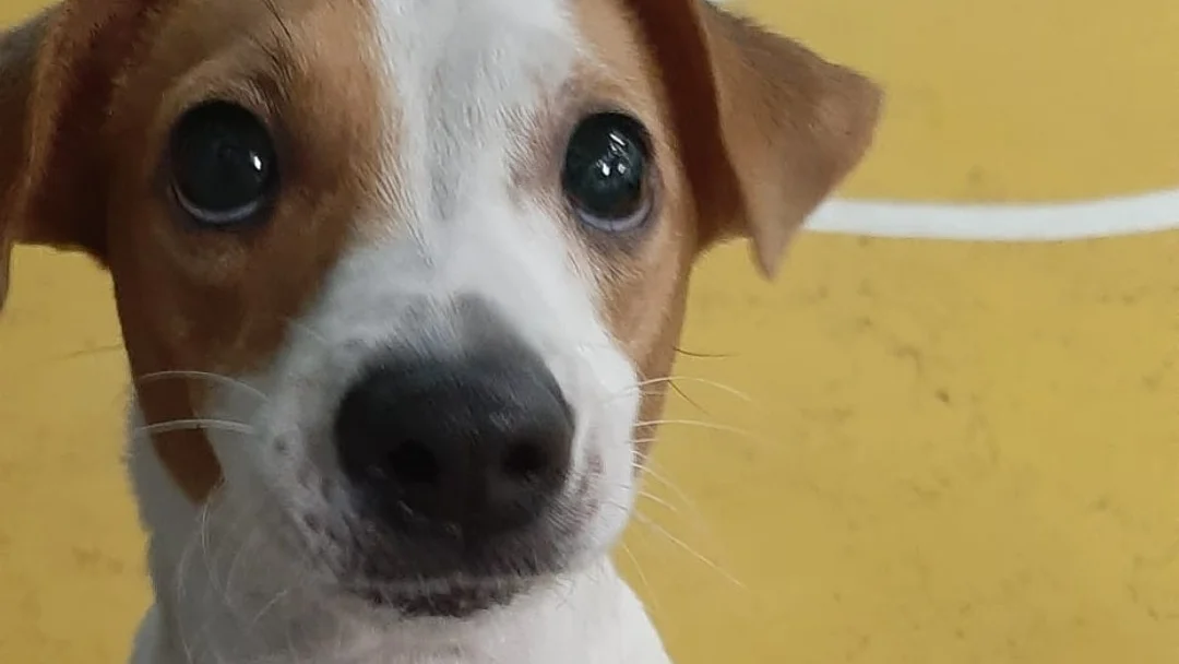 TAILS Super Pets Creche canina