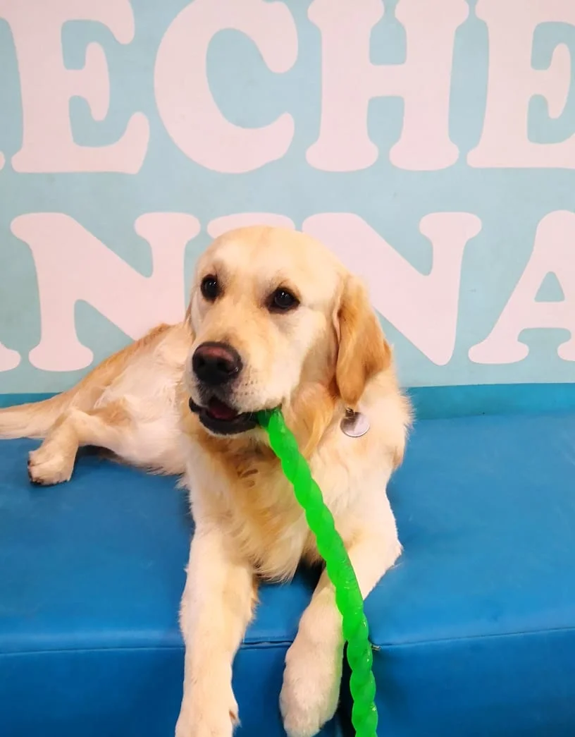 TAILS Super Pets Creche canina — 3