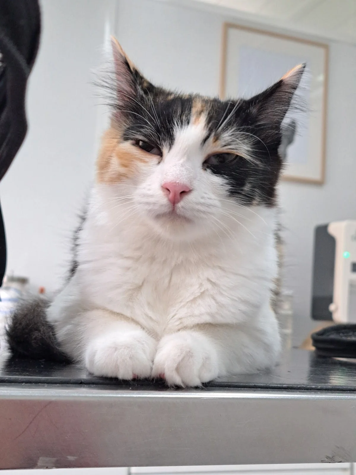 Clínica Veterinária da Circunvalação