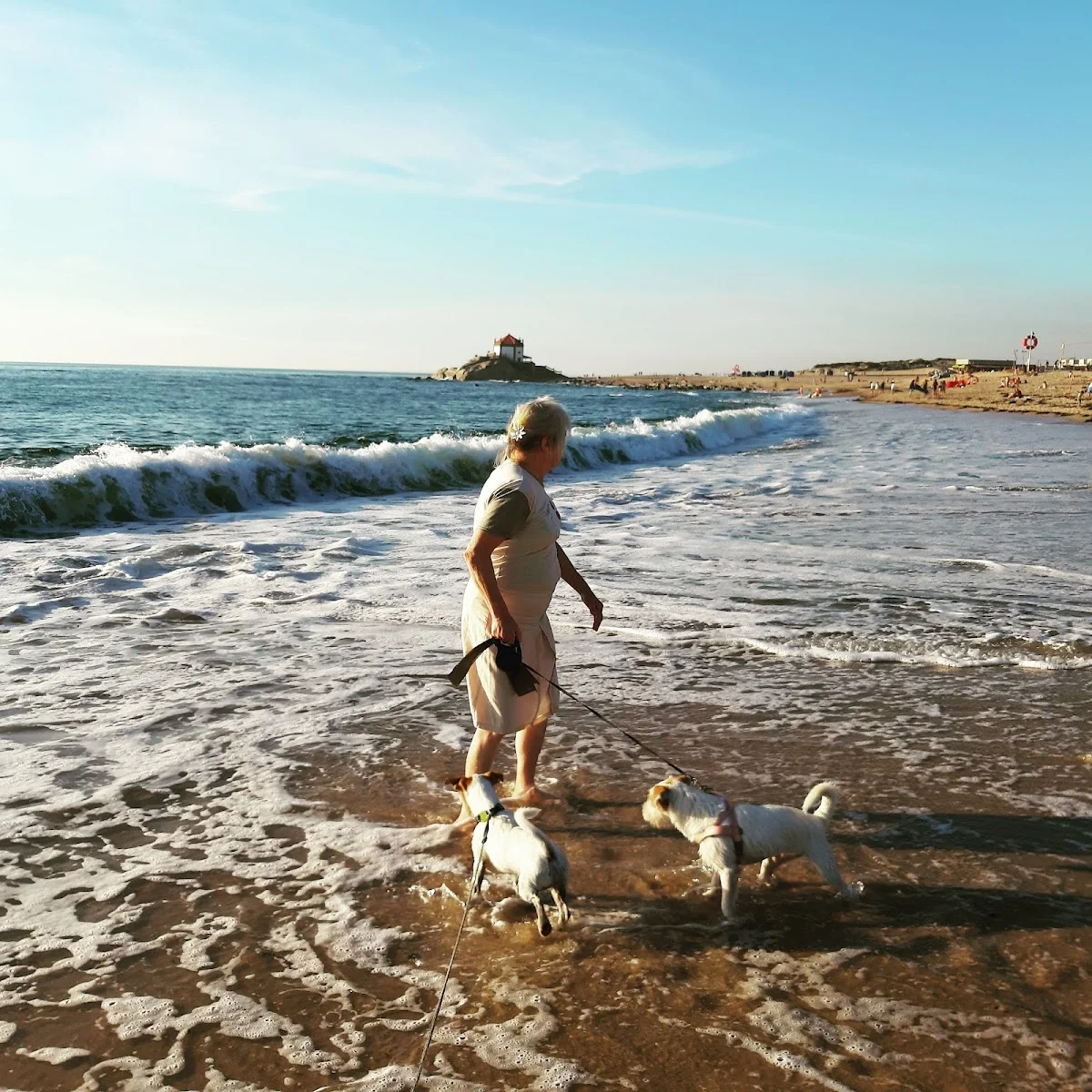 Petsitting Miramar Acolhimento Familiar