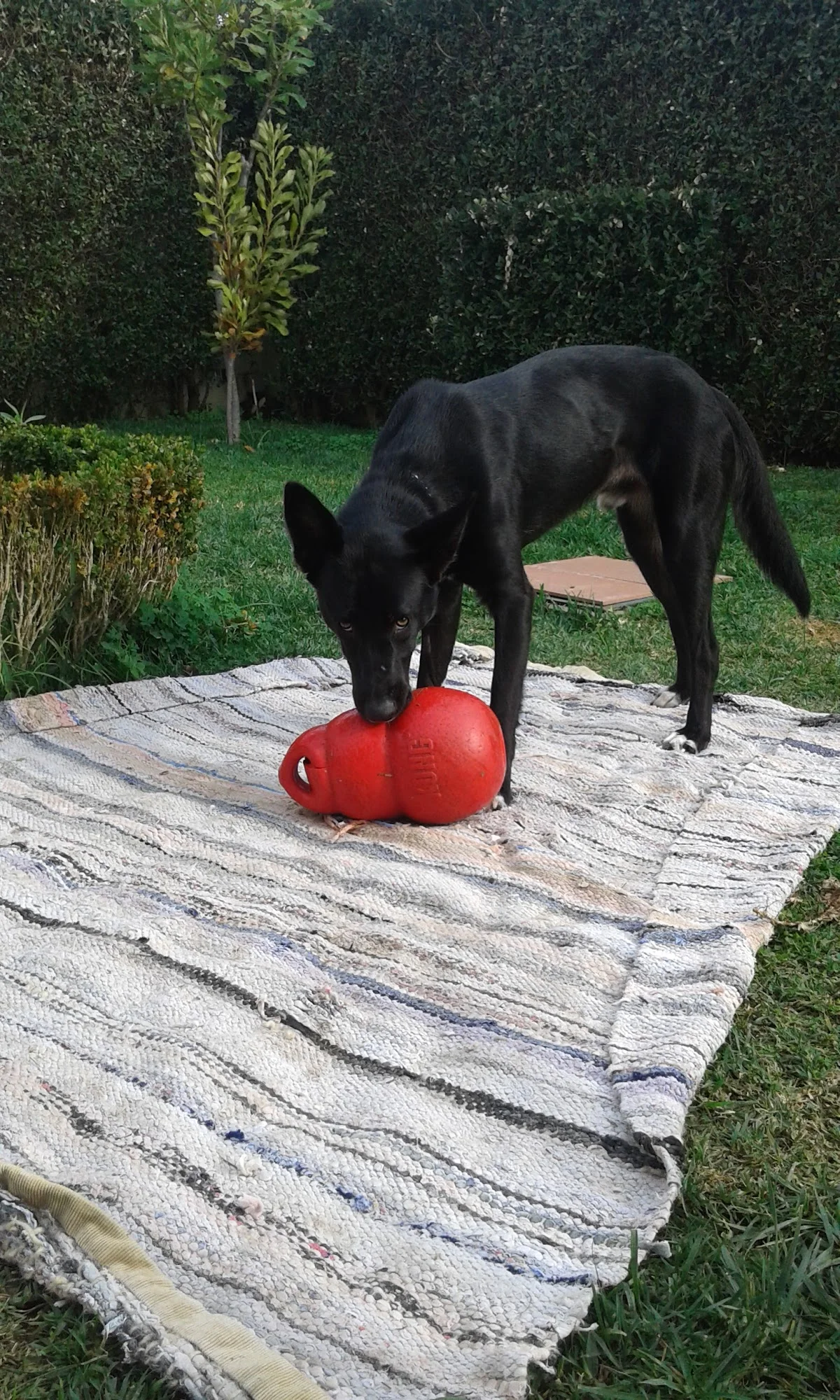 Petsitting Miramar Acolhimento Familiar — 3